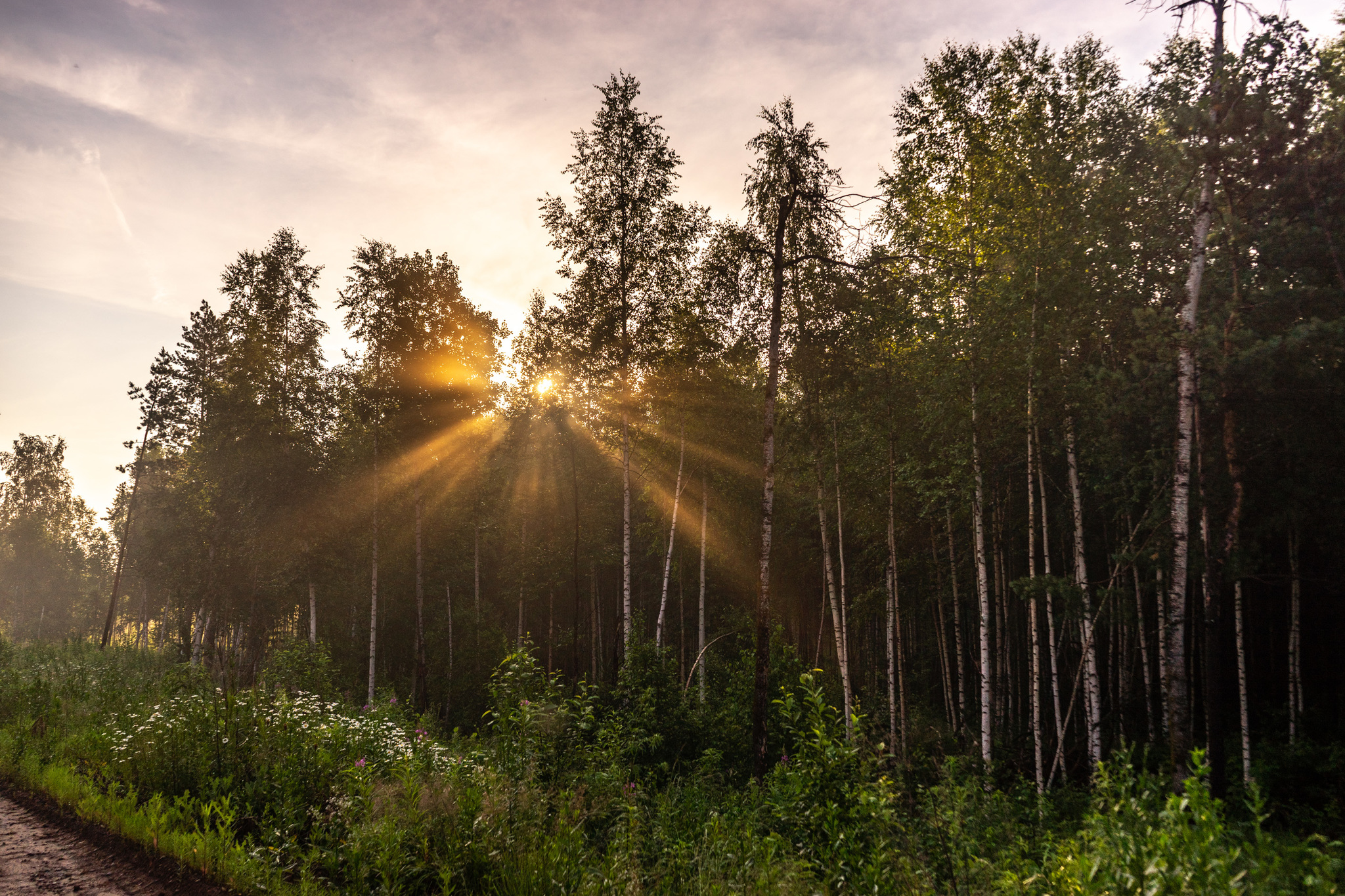 Dawn in Siberia - My, Forest, dawn, Fog, The sun, Landscape, Siberia, Nature, Morning, Longpost