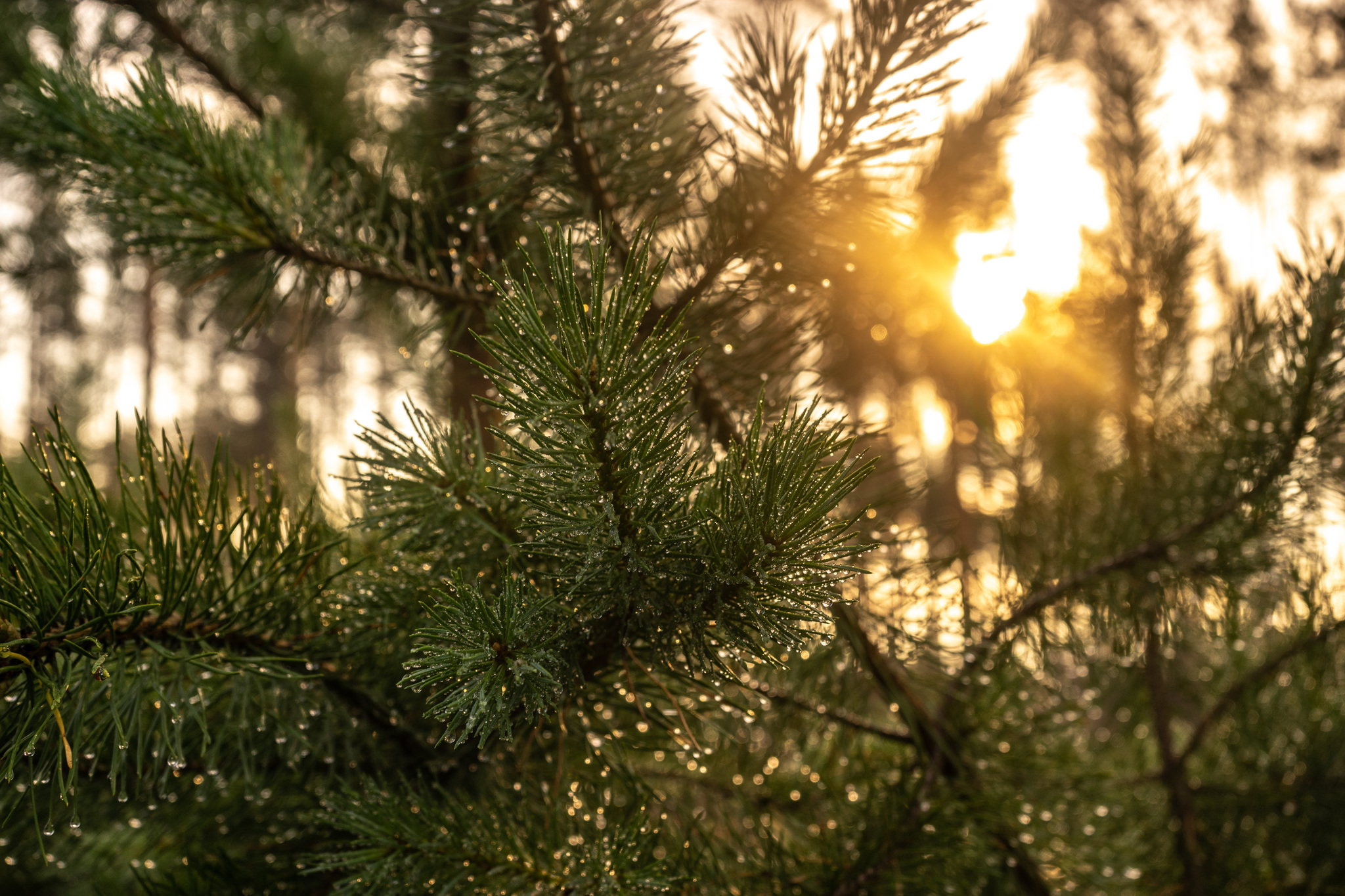 Dawn in Siberia - My, Forest, dawn, Fog, The sun, Landscape, Siberia, Nature, Morning, Longpost