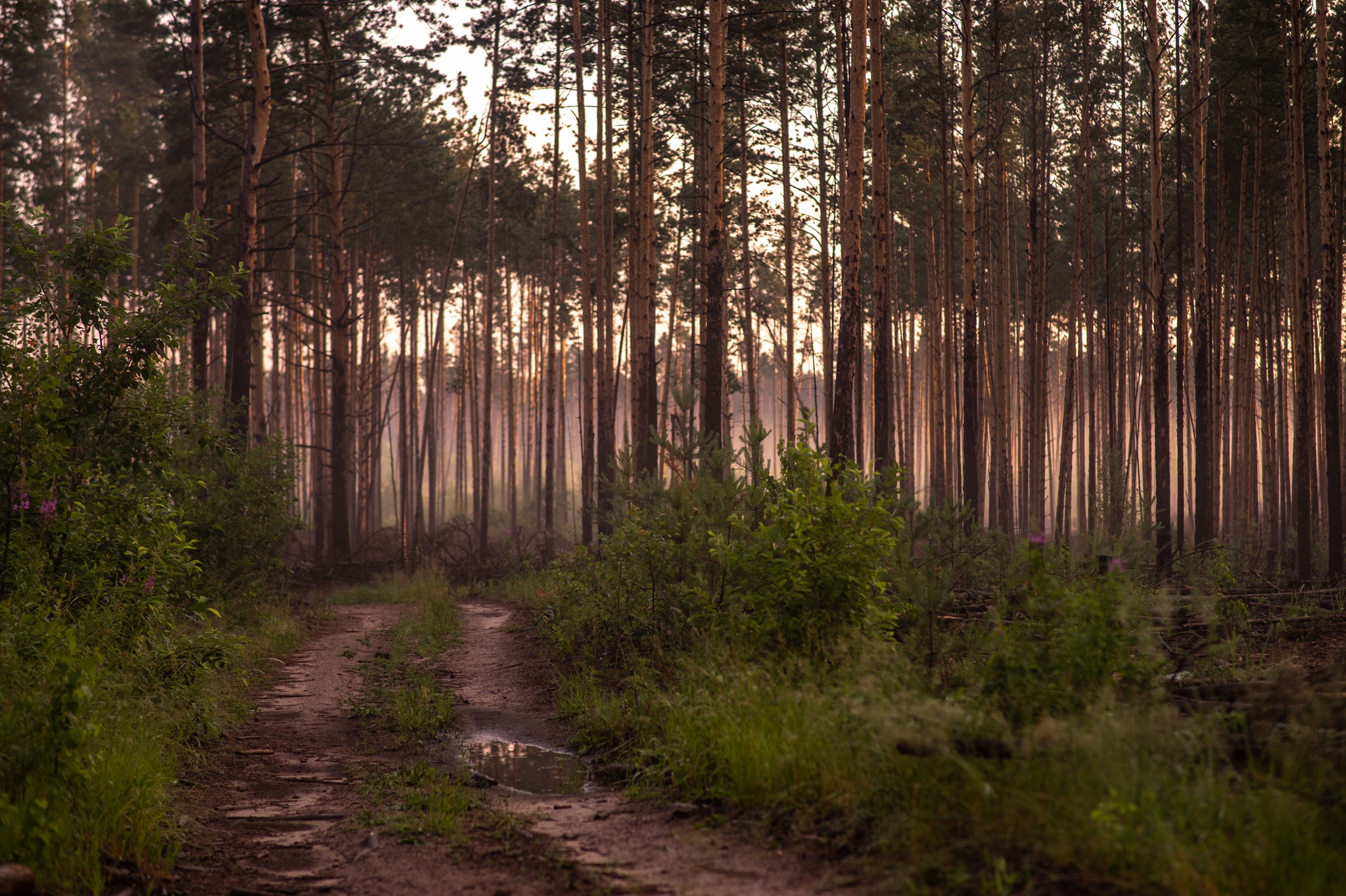 Dawn in Siberia - My, Forest, dawn, Fog, The sun, Landscape, Siberia, Nature, Morning, Longpost