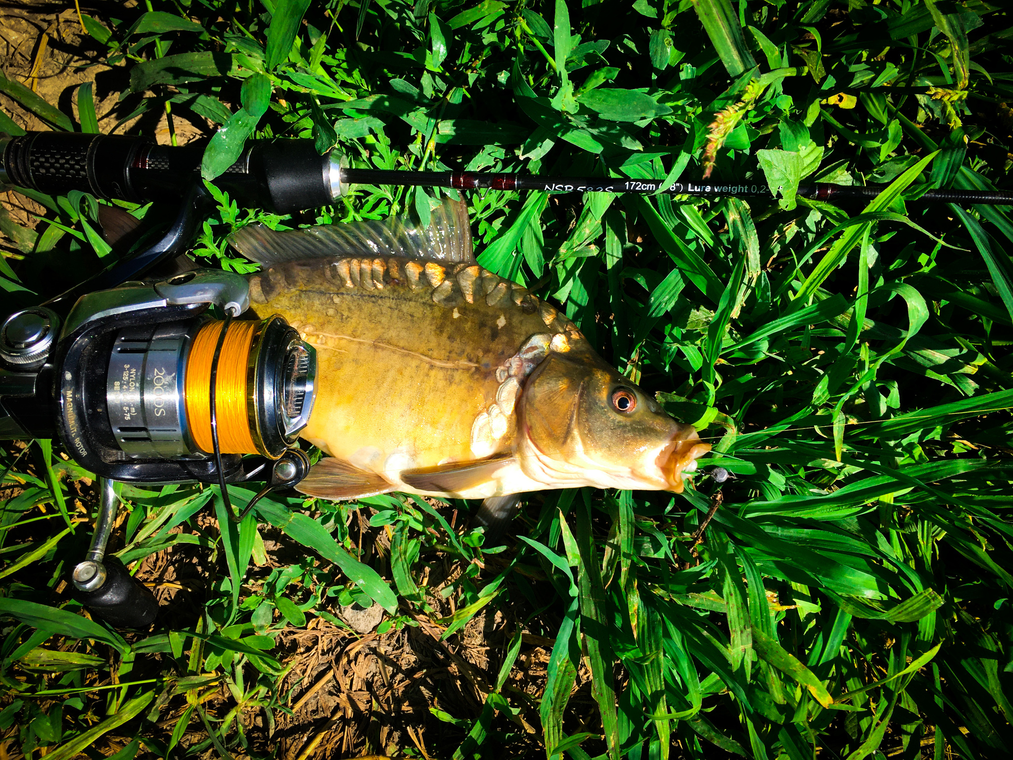 Mirror carps for spinning. - My, Fishing, Spinning, Carp, Summer, River, A fish, Fishermen, Video, Longpost, Video blog