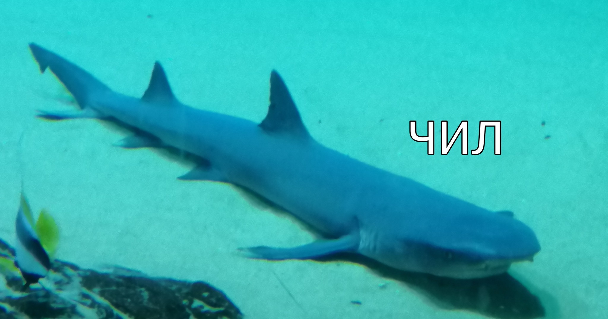 Shark that chills - My, Shark, Chillout, Memes