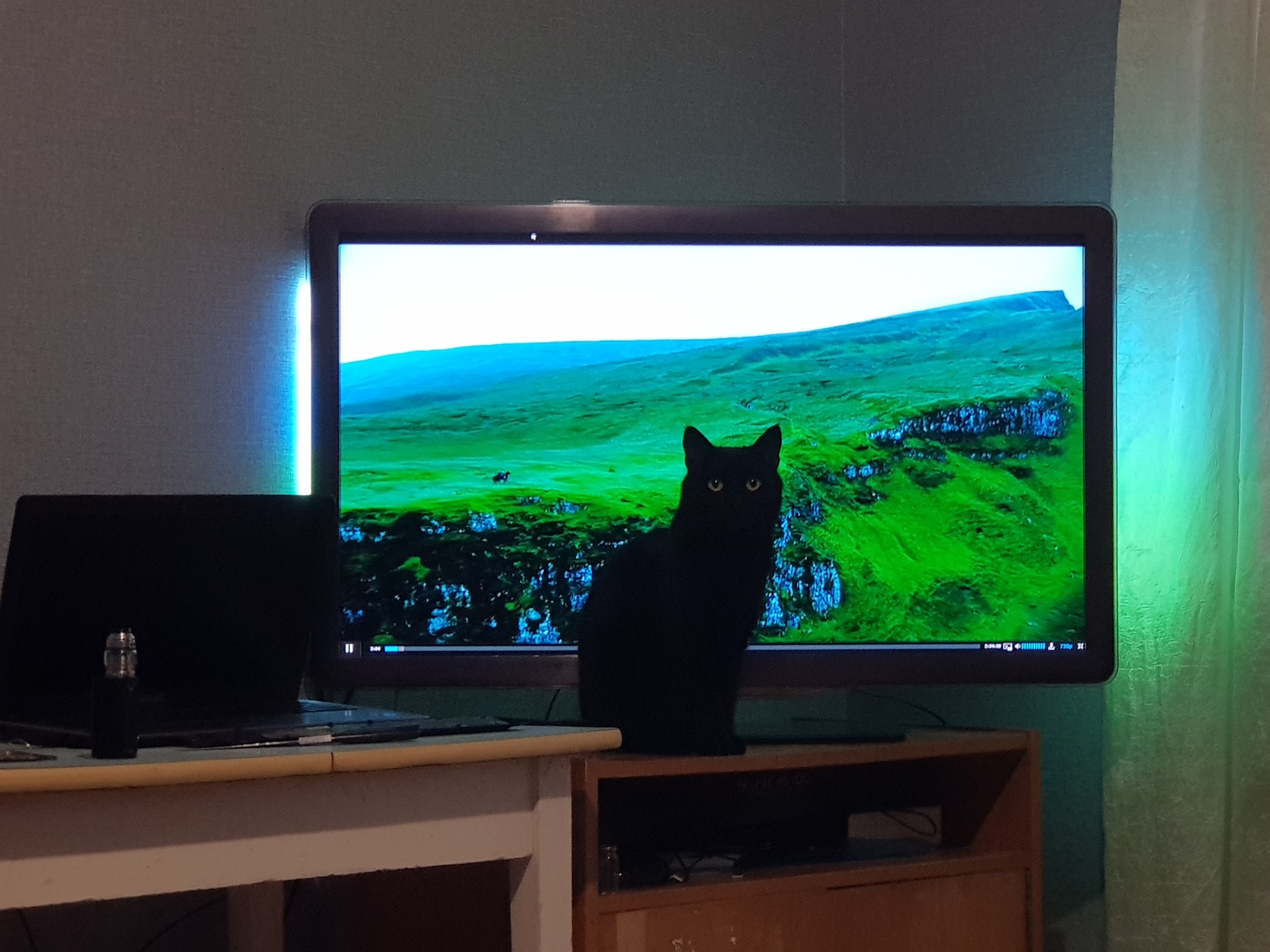 Why do you need a TV - My, cat, Black cat, TV set