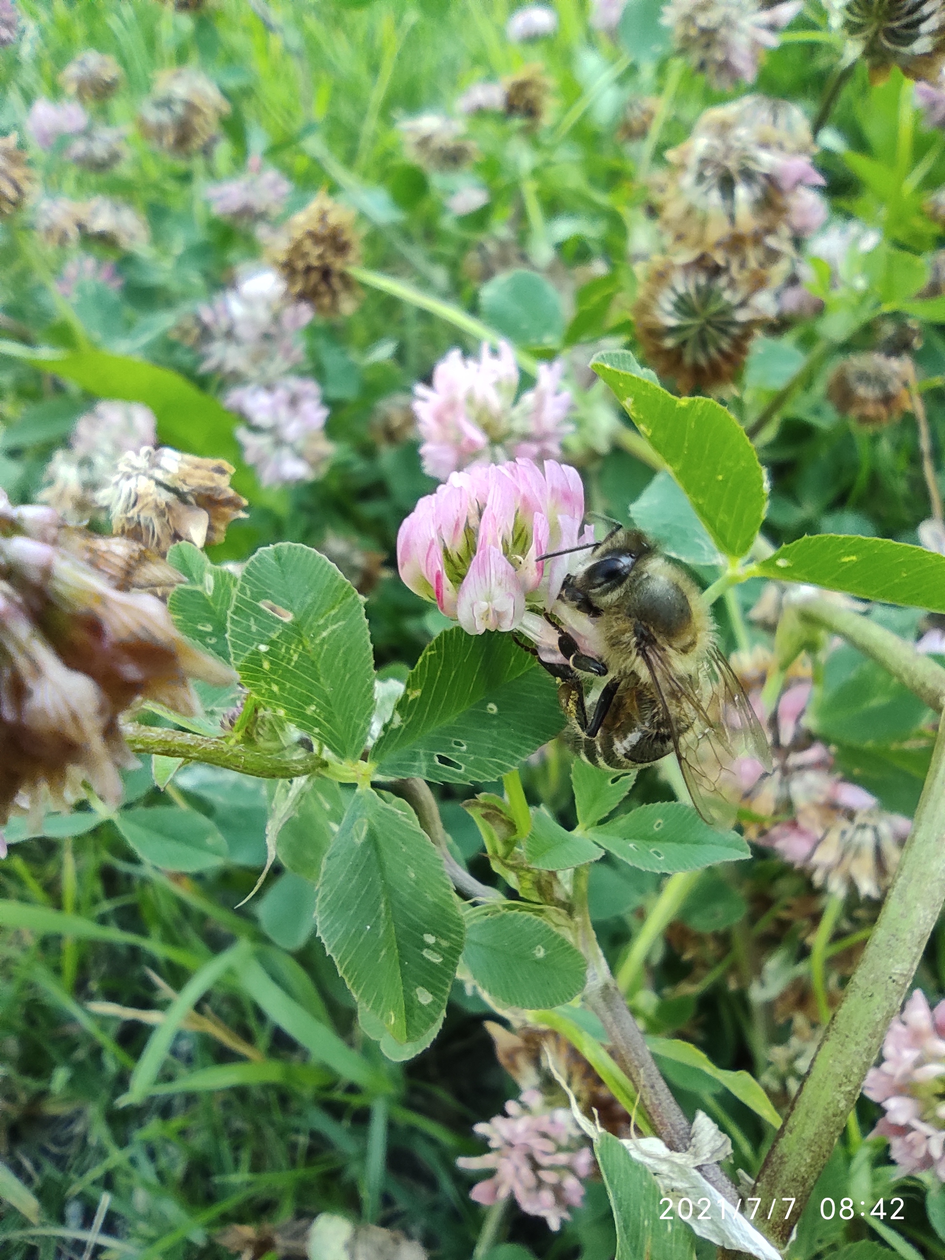 morning workers - My, Mobile photography, Insects, Flowers, Longpost