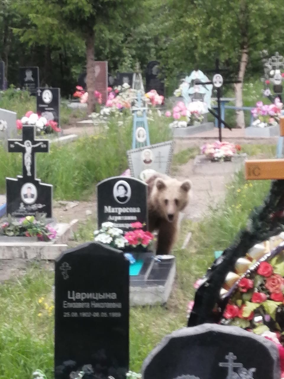 A bear in the Kemsky volost begs for a cemetery and goes to the funeral of local residents - The Bears, Brown bears, Wild animals, Карелия, Kem, Cemetery, Video, Longpost