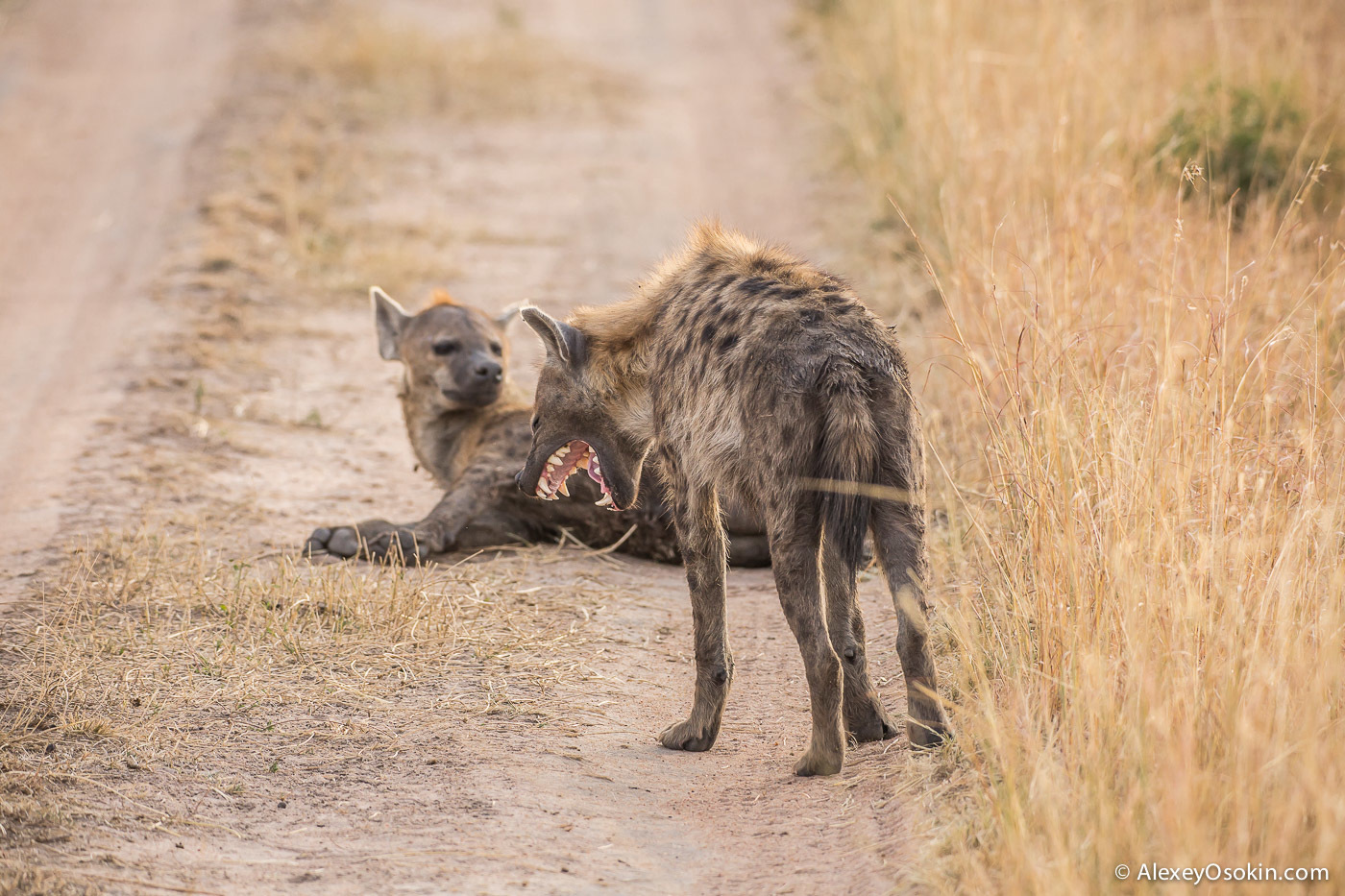 Lions vs hyenas - how will the eternal confrontation end? - Alexey Osokin, a lion, Big cats, Cat family, Hyena, Spotted Hyena, Predator, Africa, , wildlife, Wild animals, Longpost