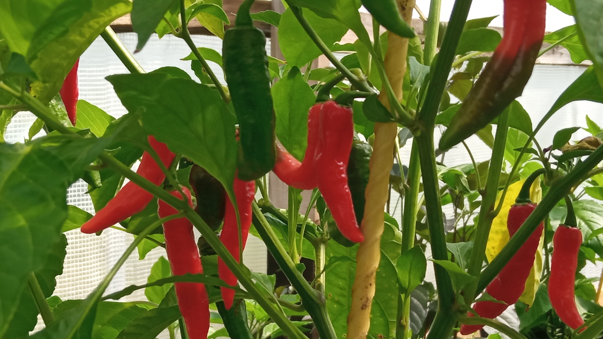 Some photos from my greenhouses - Hot peppers, Growing, Longpost