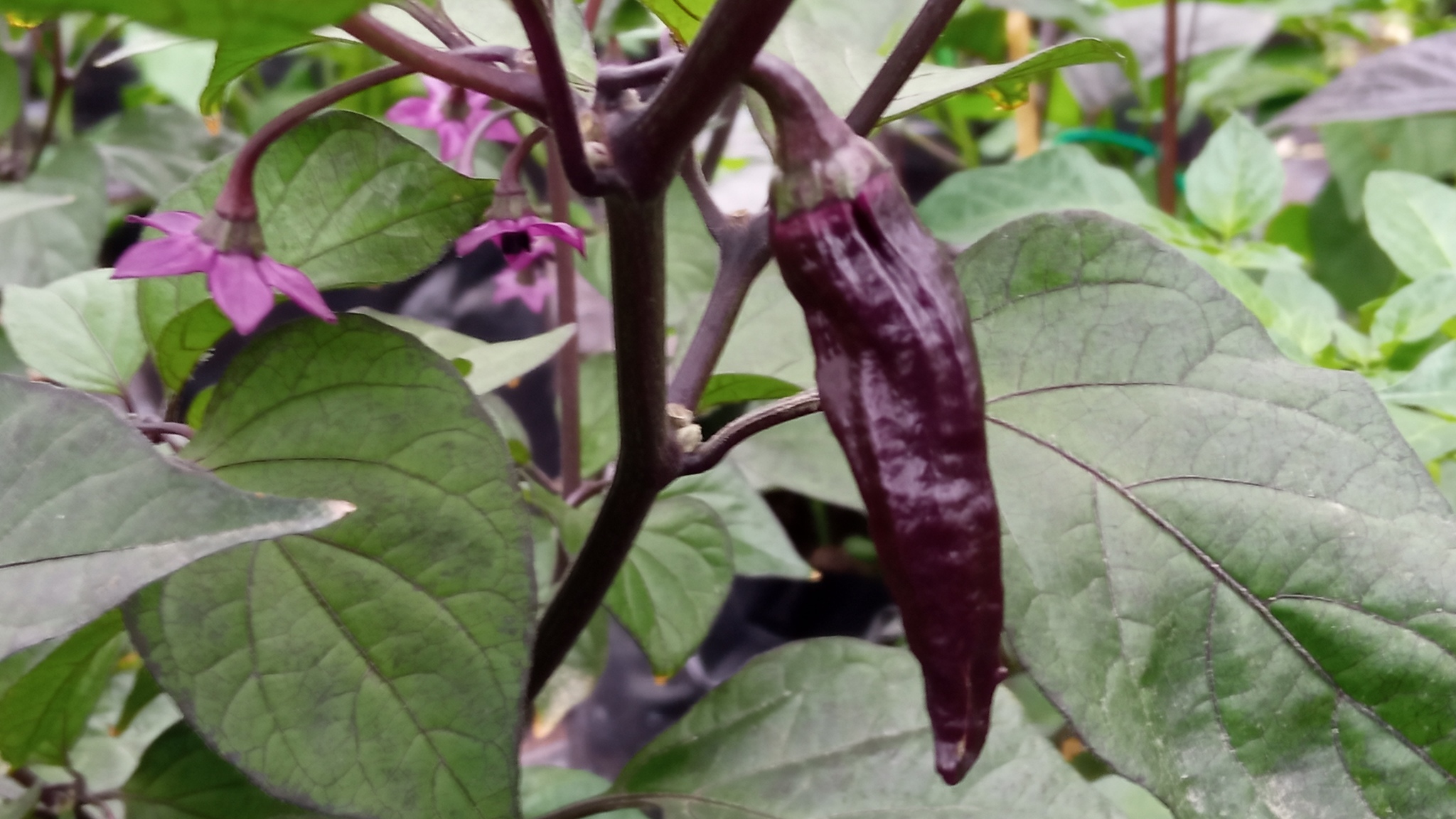 Some photos from my greenhouses - Hot peppers, Growing, Longpost