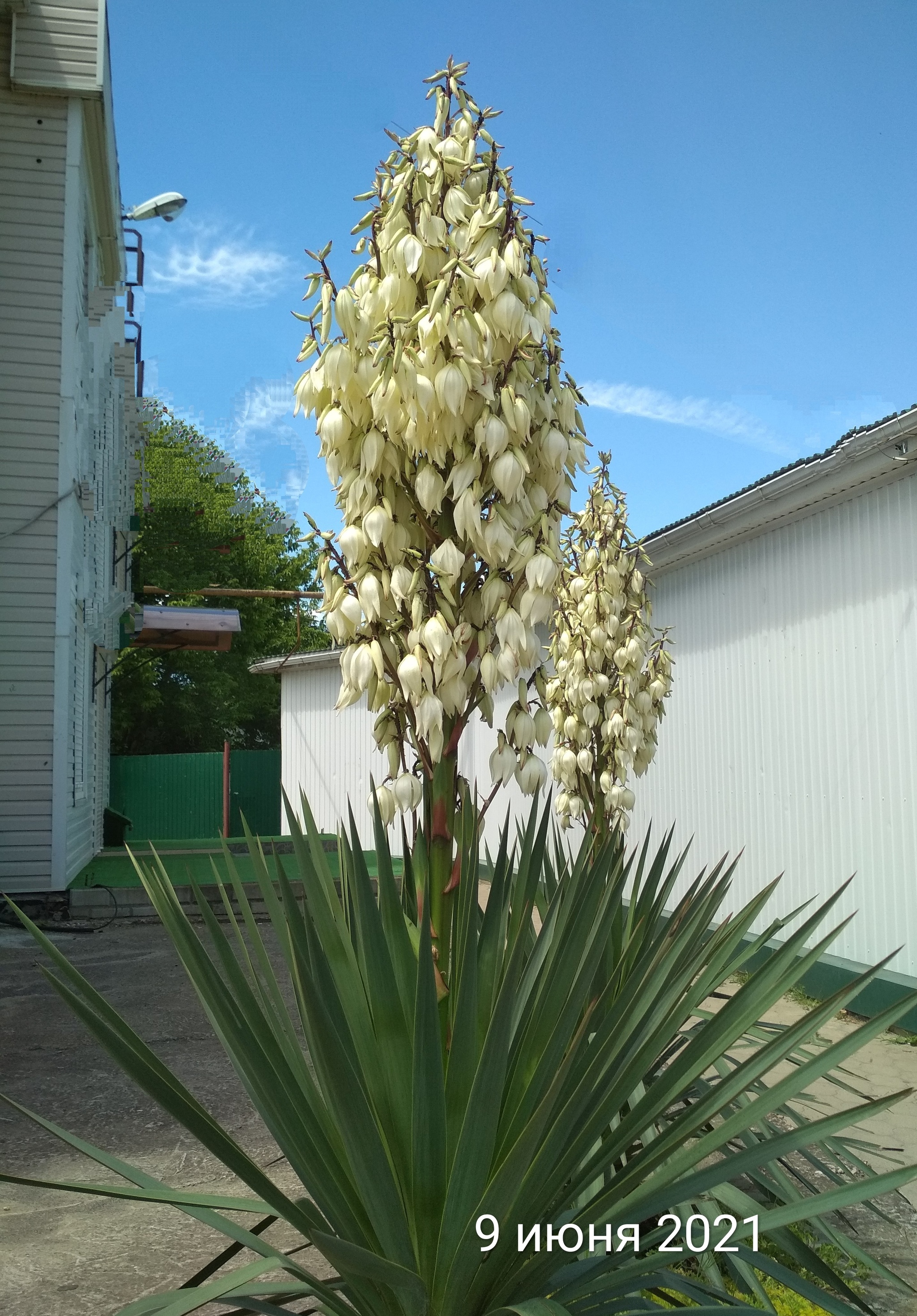 amazing yucca - My, Yucca, Flowers, Prickles, Longpost