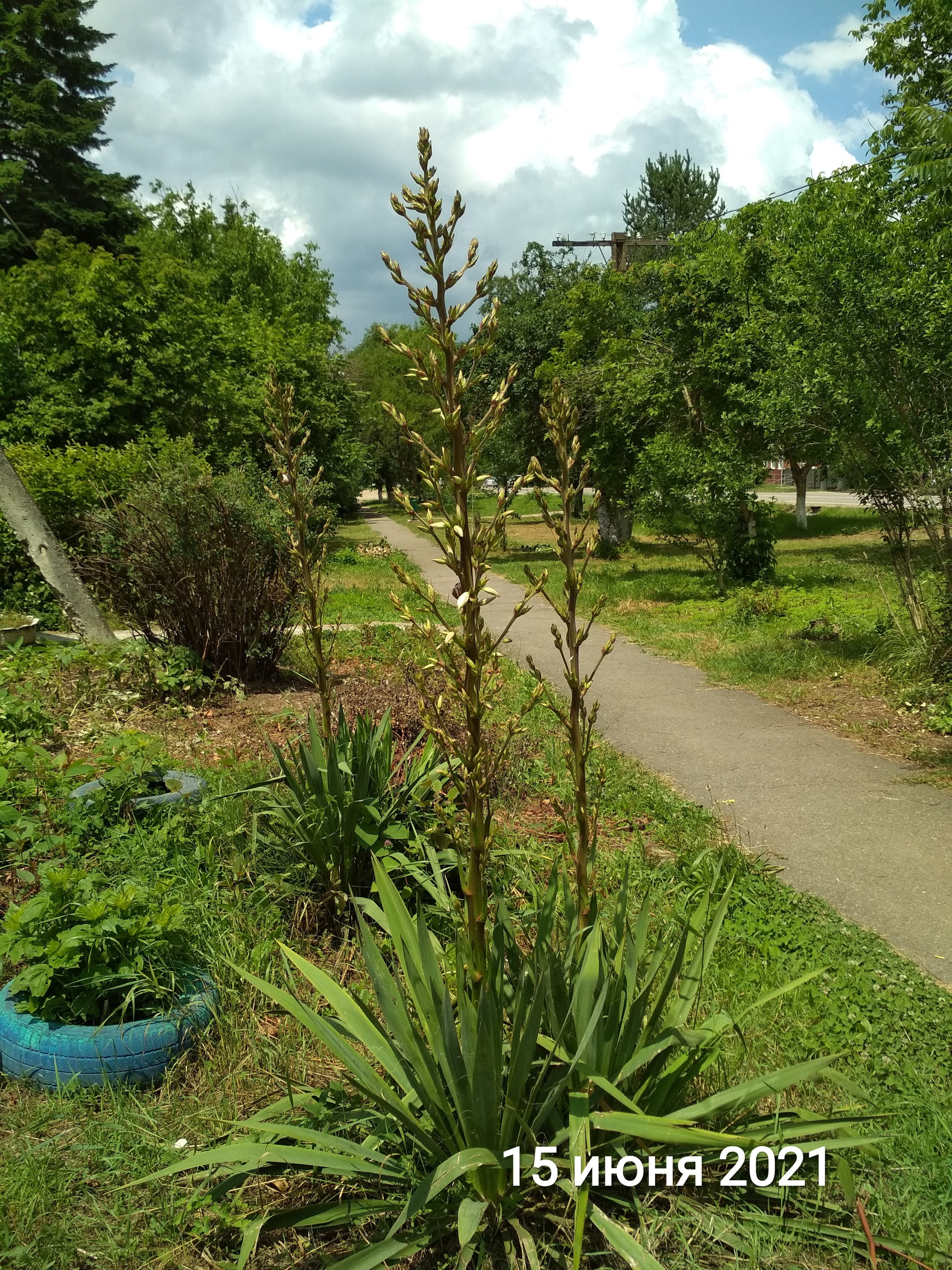 amazing yucca - My, Yucca, Flowers, Prickles, Longpost