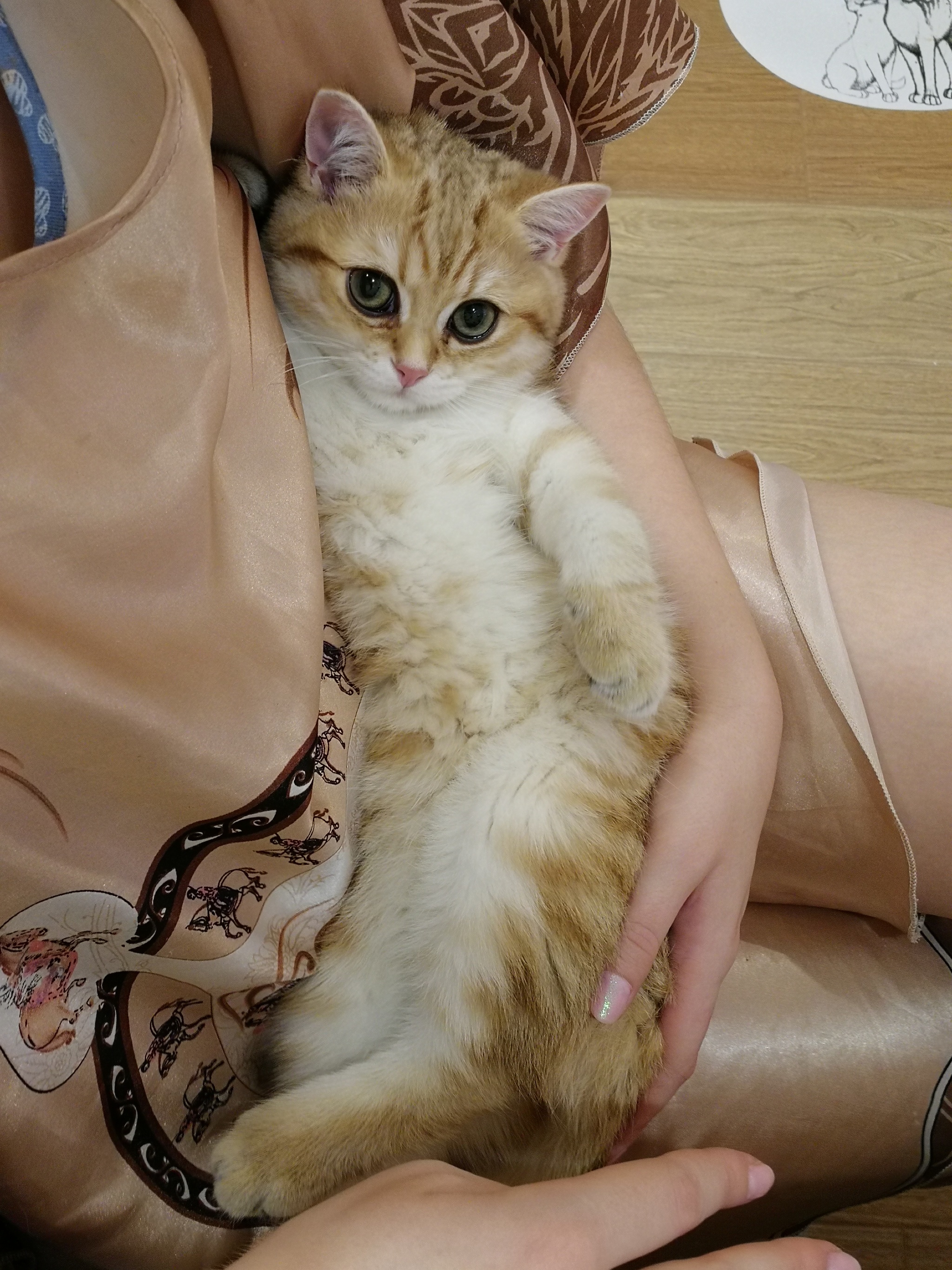 Glazadze) - My, cat, Cat lovers, Pets, Longpost