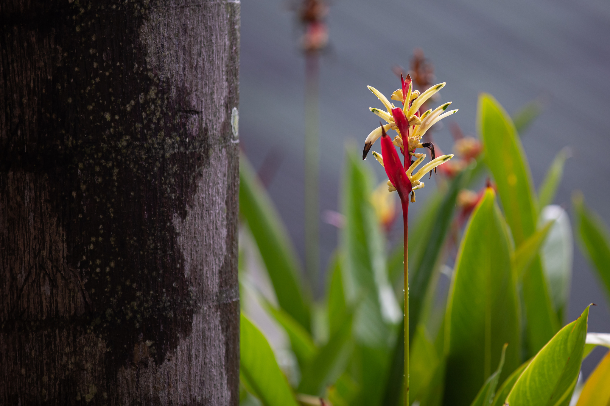 New Year in Thailand. - My, Thailand, Phuket, Sea, andaman sea, The photo, dawn, Sunrises and sunsets, Nature, , wildlife, Exotic plants, Tropics, , Tropical plants, , Jungle, , Gecko, Bangla Road, Beach, Monkey, Longpost