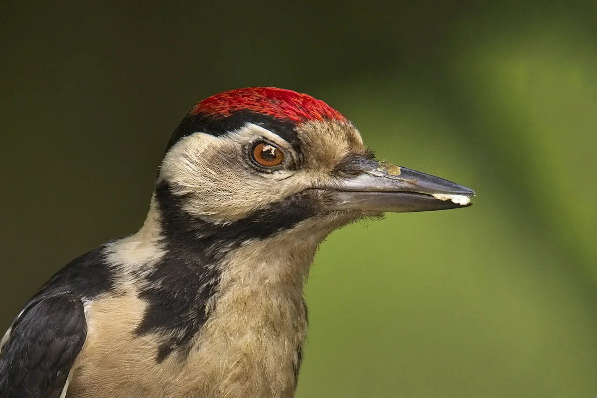 woodpecker - Birds, Animals, Woodpeckers, Yandex Zen, Longpost