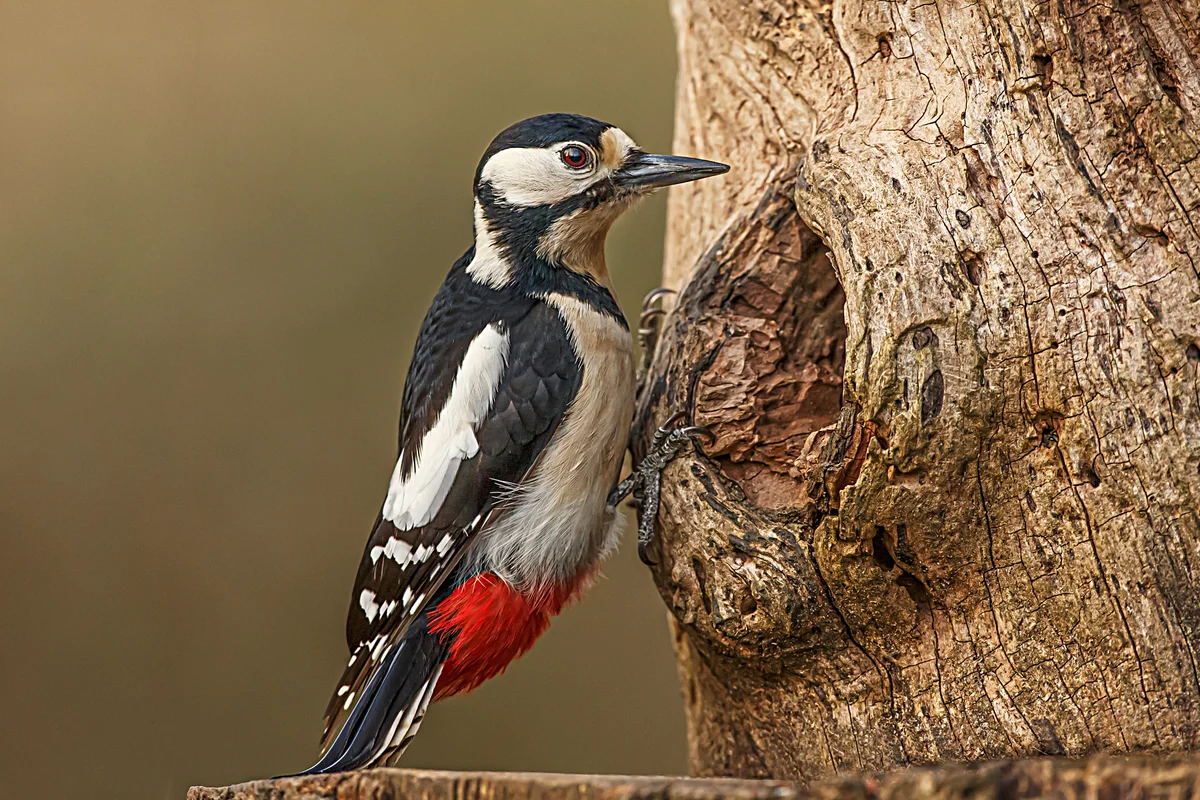 woodpecker - Birds, Animals, Woodpeckers, Yandex Zen, Longpost