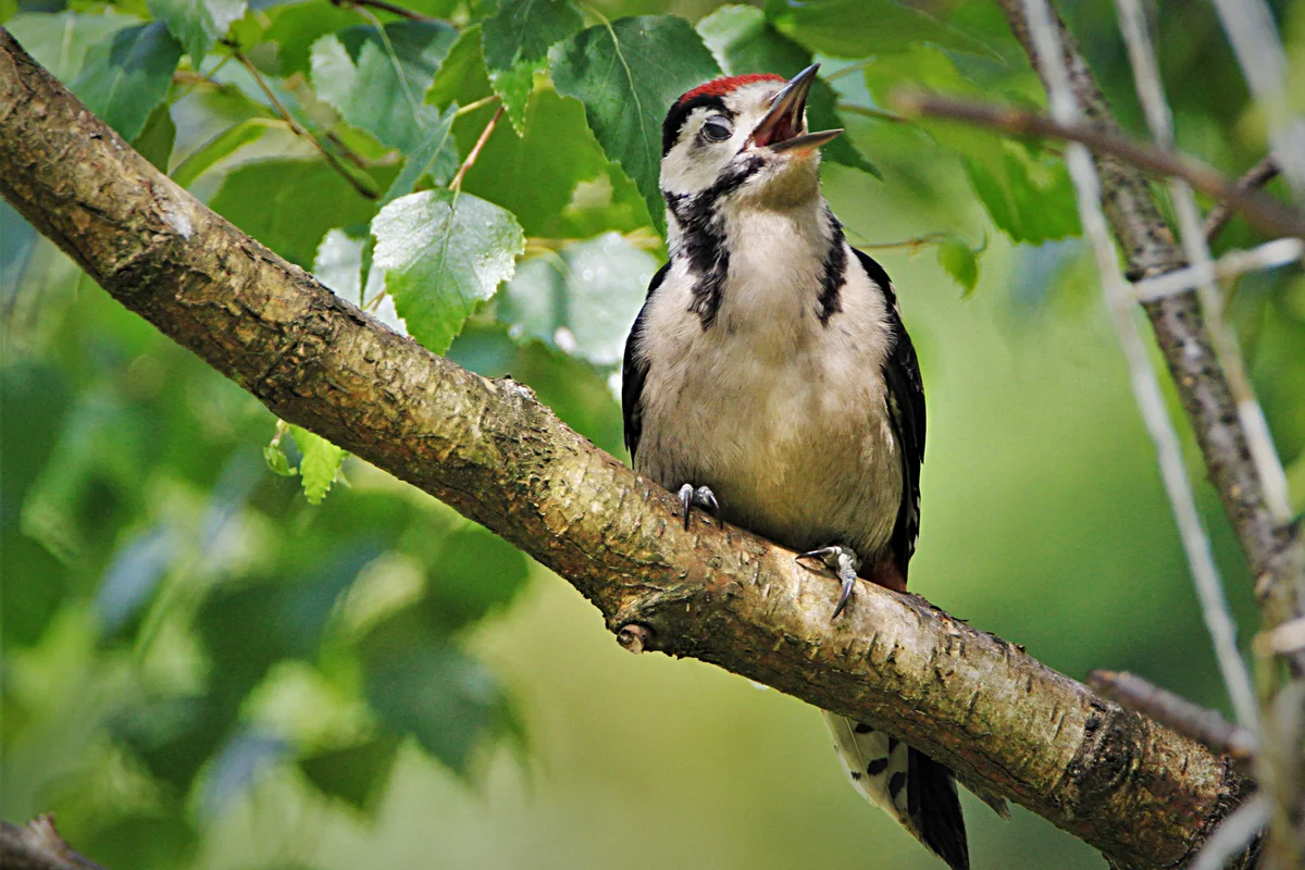 woodpecker - Birds, Animals, Woodpeckers, Yandex Zen, Longpost