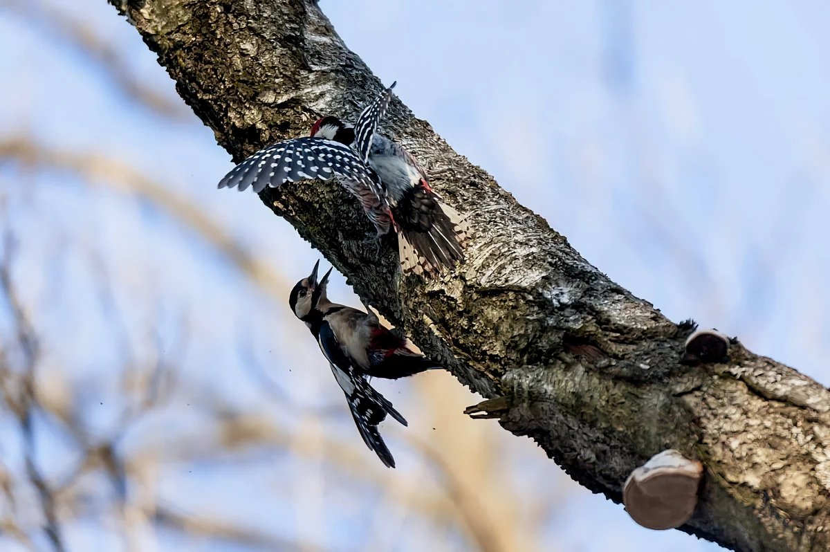 woodpecker - Birds, Animals, Woodpeckers, Yandex Zen, Longpost