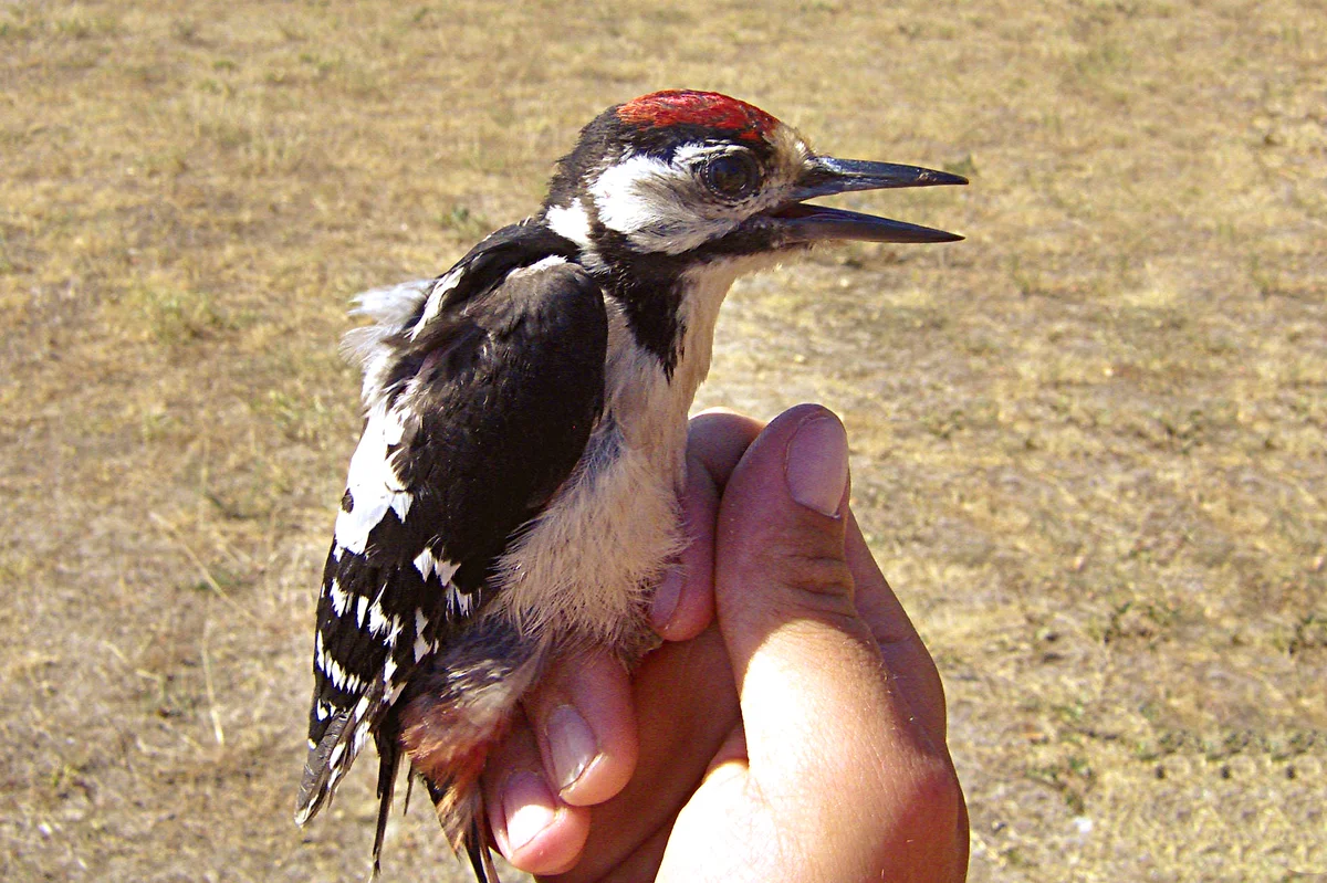 woodpecker - Birds, Animals, Woodpeckers, Yandex Zen, Longpost