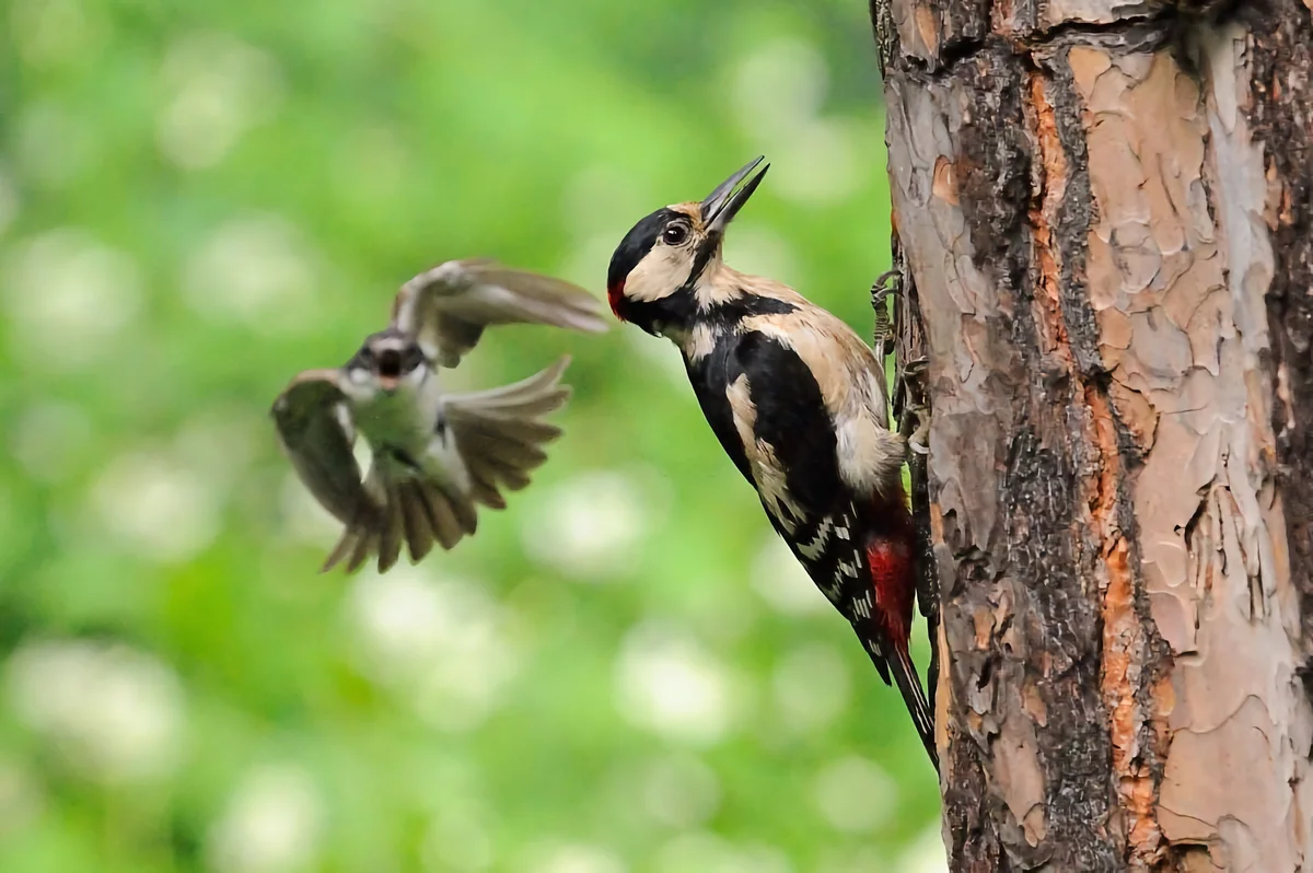 woodpecker - Birds, Animals, Woodpeckers, Yandex Zen, Longpost