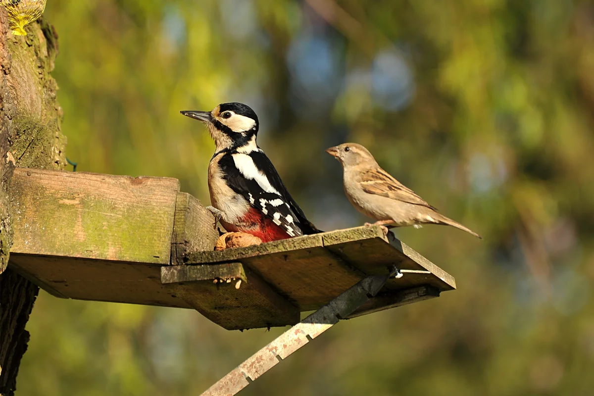 woodpecker - Birds, Animals, Woodpeckers, Yandex Zen, Longpost