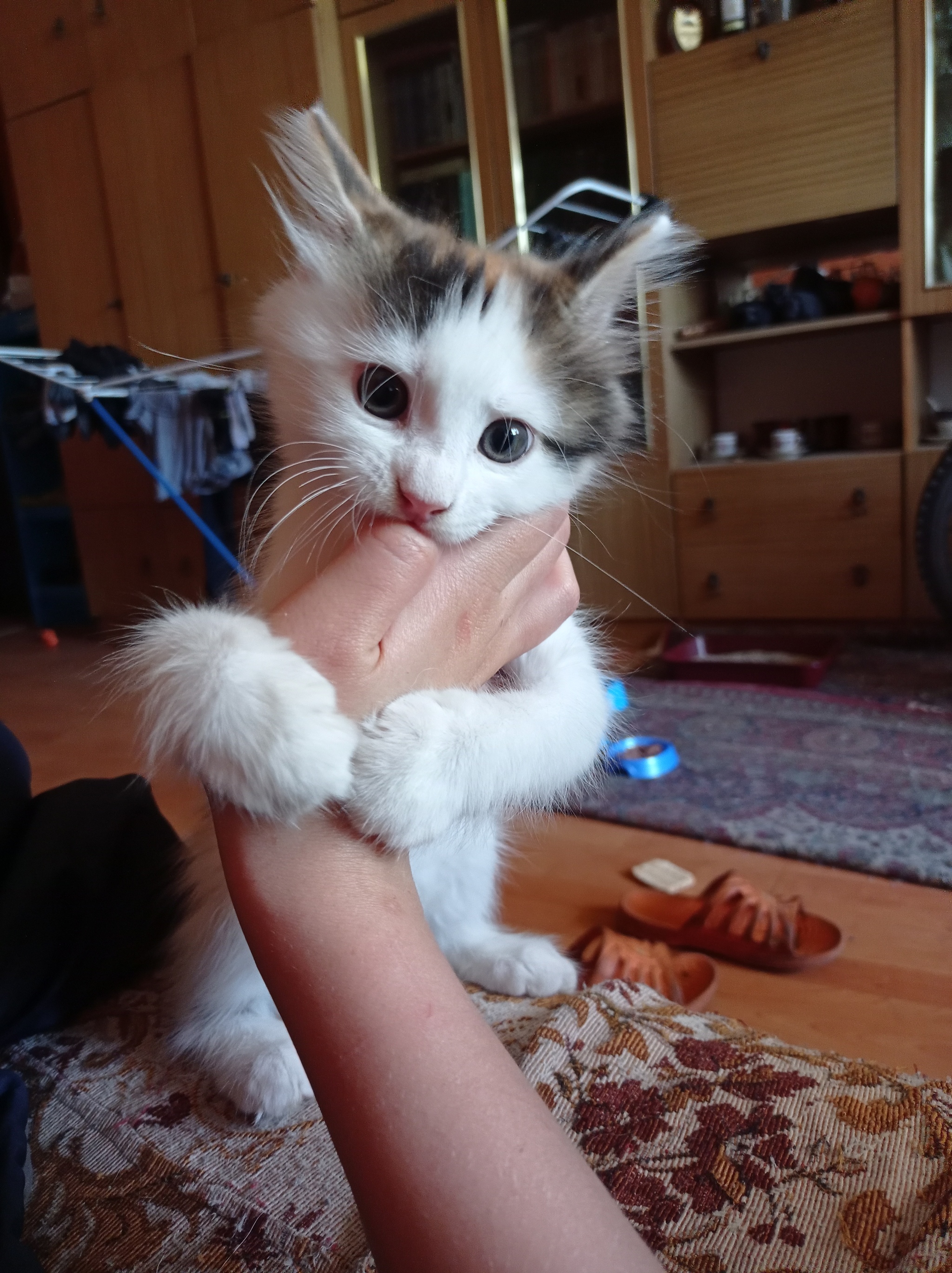 Velika Dimitrescu - My, cat, Maine Coon