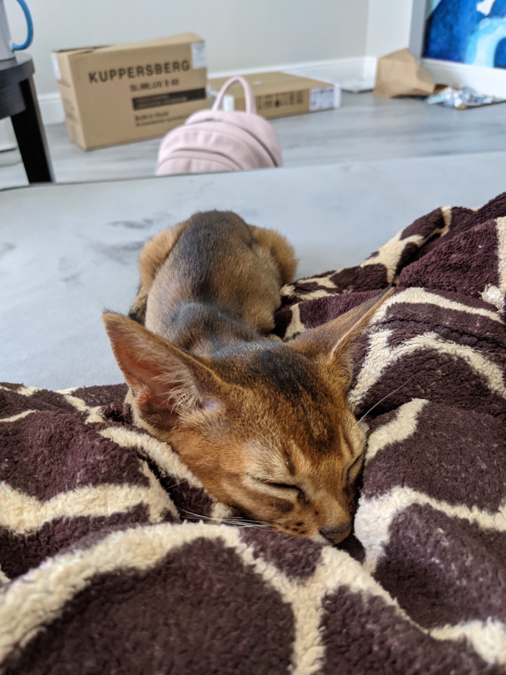 Friday cat in a ribbon - My, cat, Abyssinian cat, Longpost