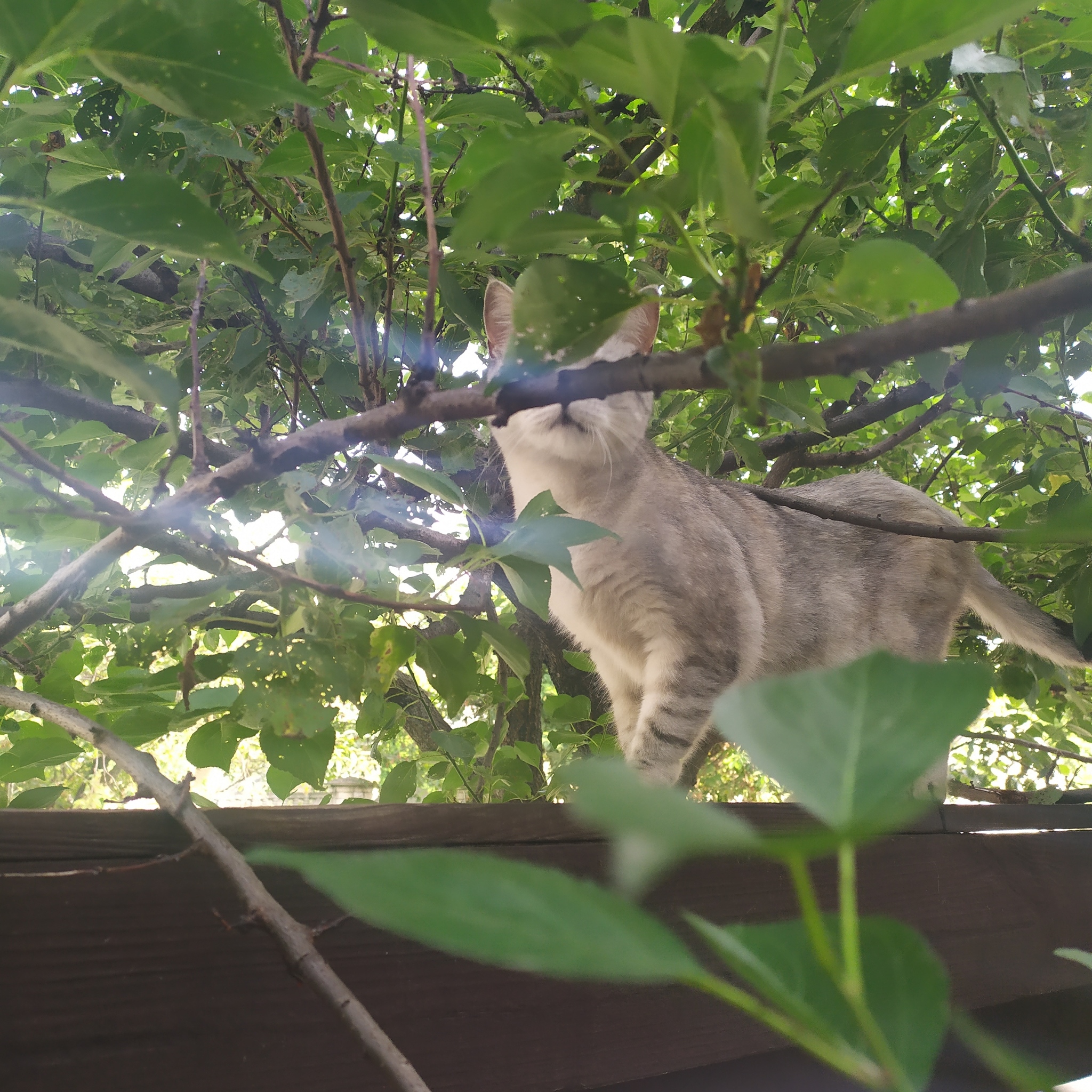 Favorite place of the moon - My, cat, Summer, Dog, Longpost