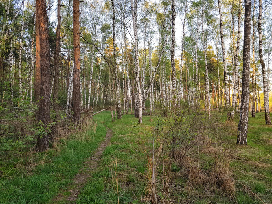 Green Ring of Moscow - My, Hiking, Hiking, The park, Forest, Moscow, Longpost