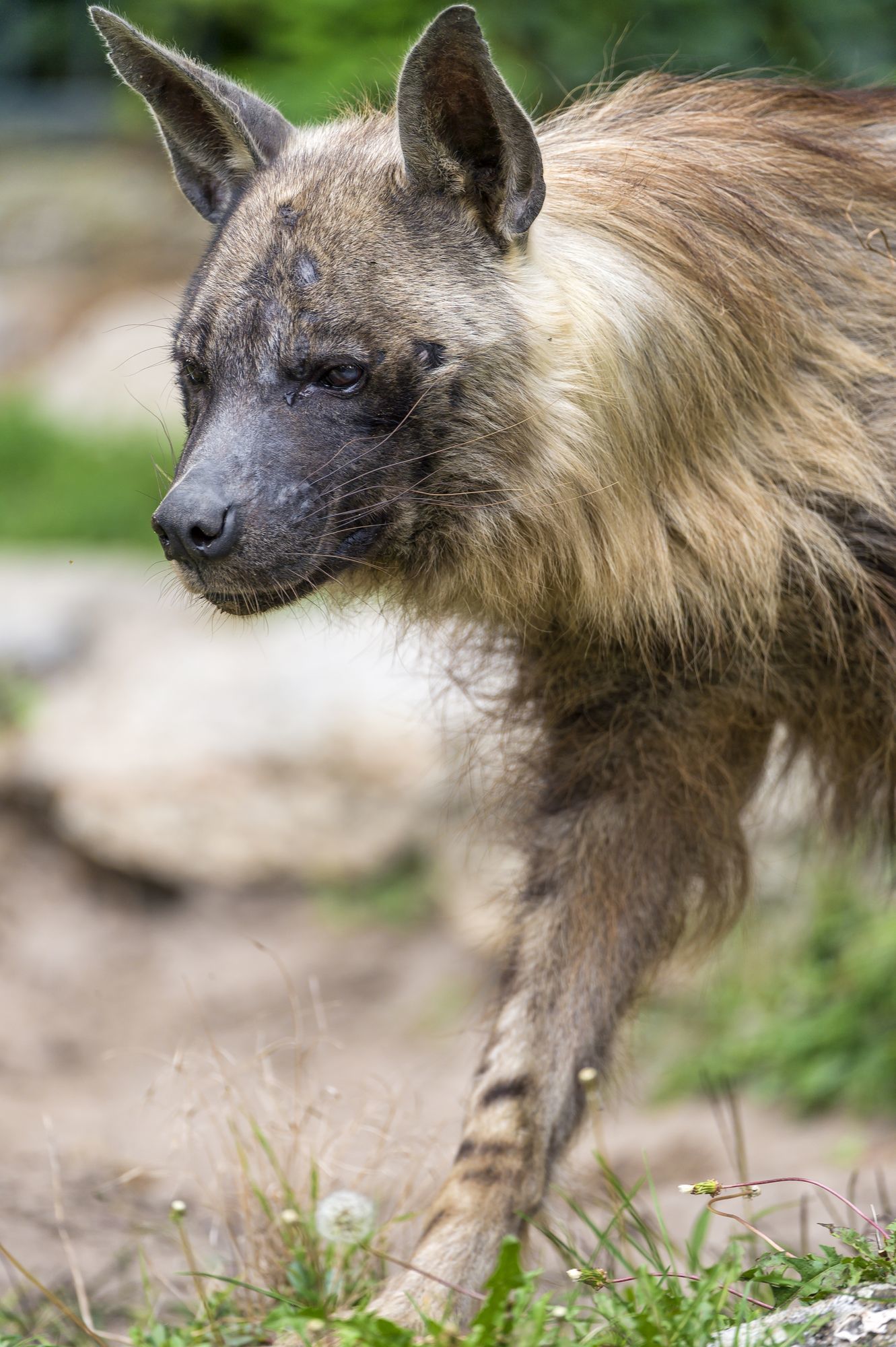 Brown hyena - Brown hyena, Hyena, Animals, Zoo, The photo, Longpost, Predator