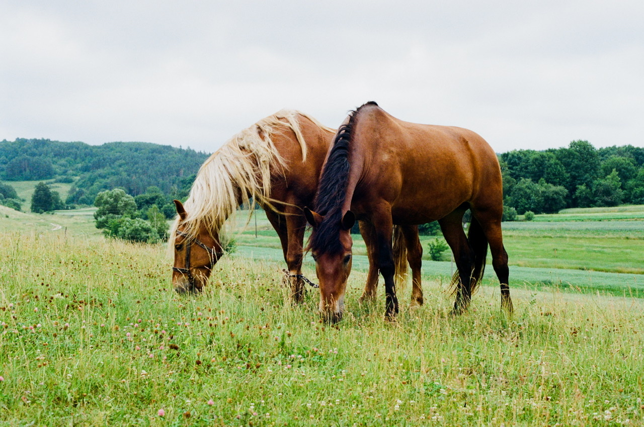 Girlfriends on a walk - My, camera roll, The film did not die, Horses, Nature, Village, Summer, Kodak, Nikon, , The photo