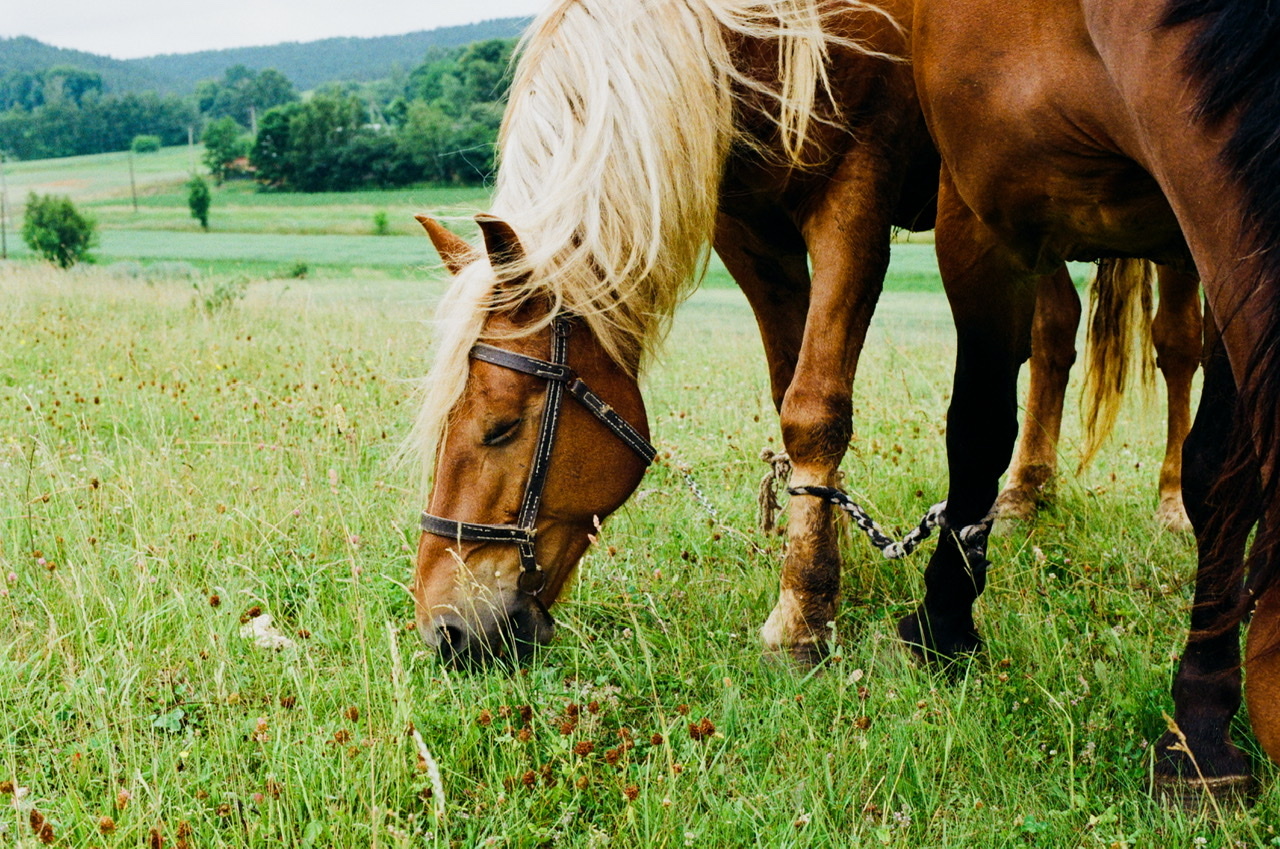 Girlfriends on a walk - My, camera roll, The film did not die, Horses, Nature, Village, Summer, Kodak, Nikon, , The photo