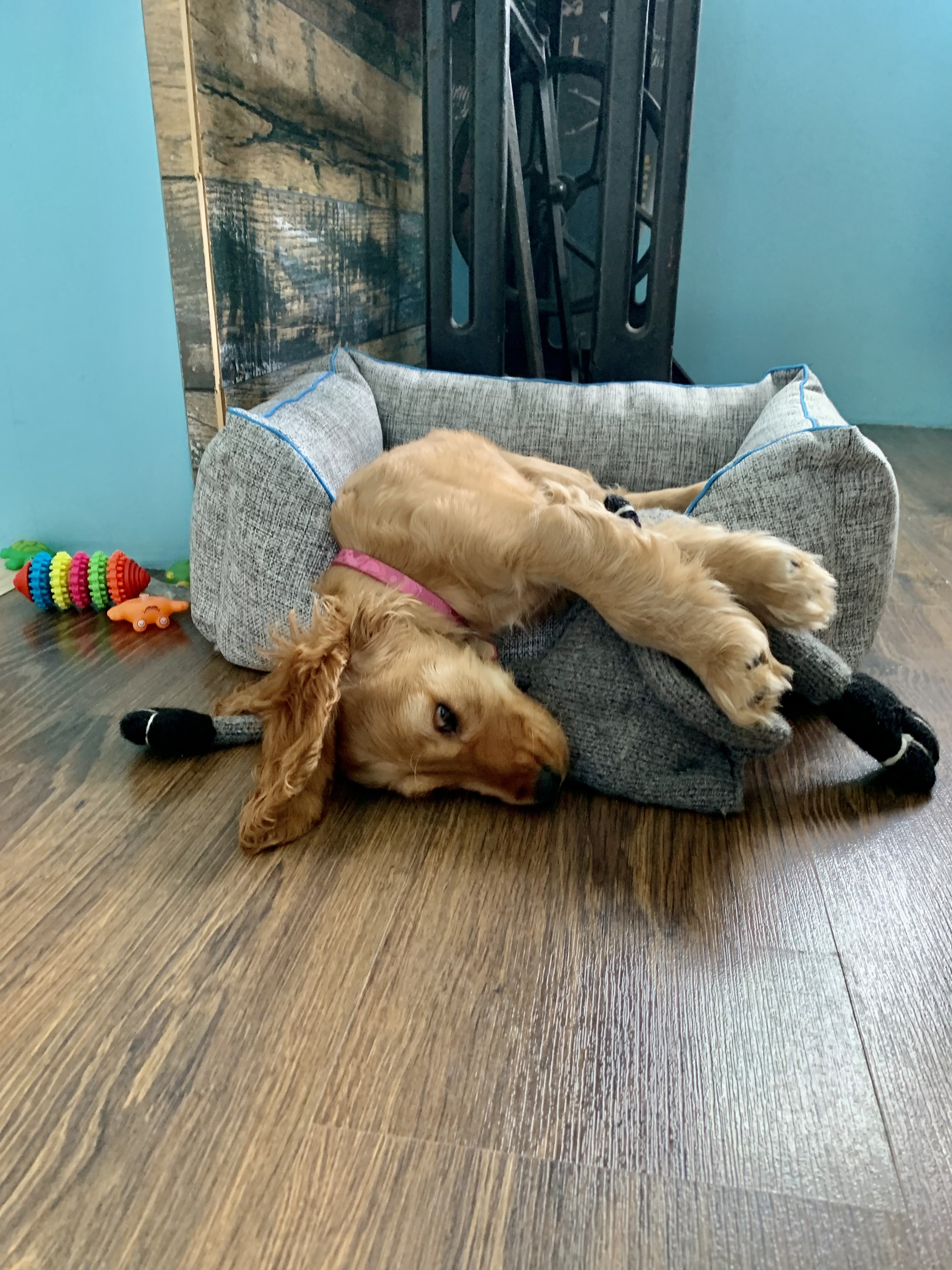 Into the pet box - My, Cocker Spaniel, Dog, Puppies, Longpost