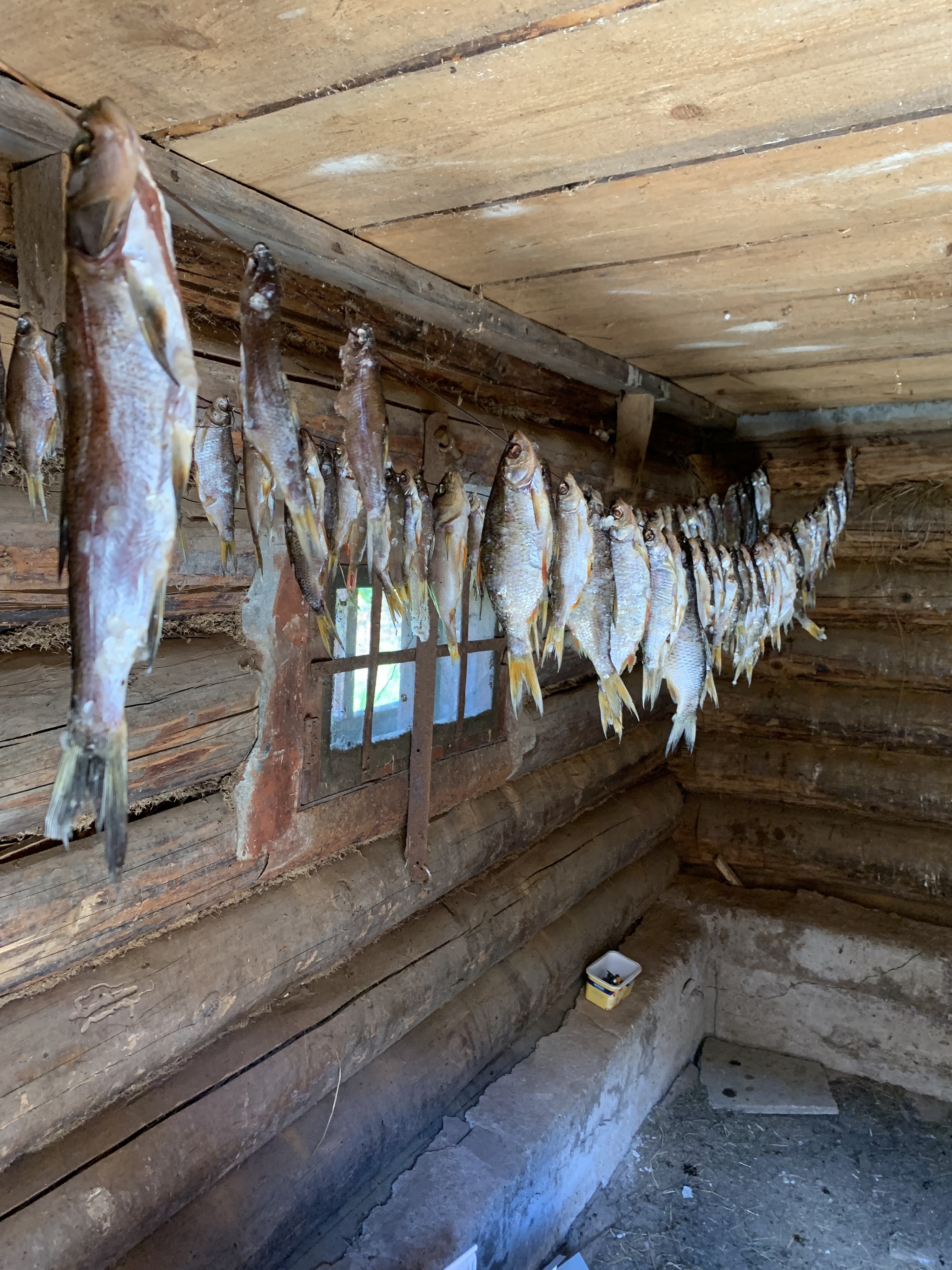 Set to foam - My, A fish, Dried fish, Stockfish, Catch, Beer snack, Yummy, Longpost