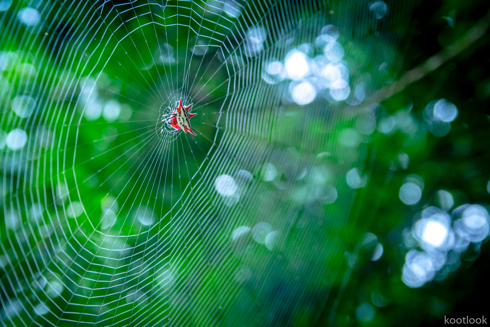 Reply to The Web - My, Spider, Web, South Africa, Reply to post, Longpost