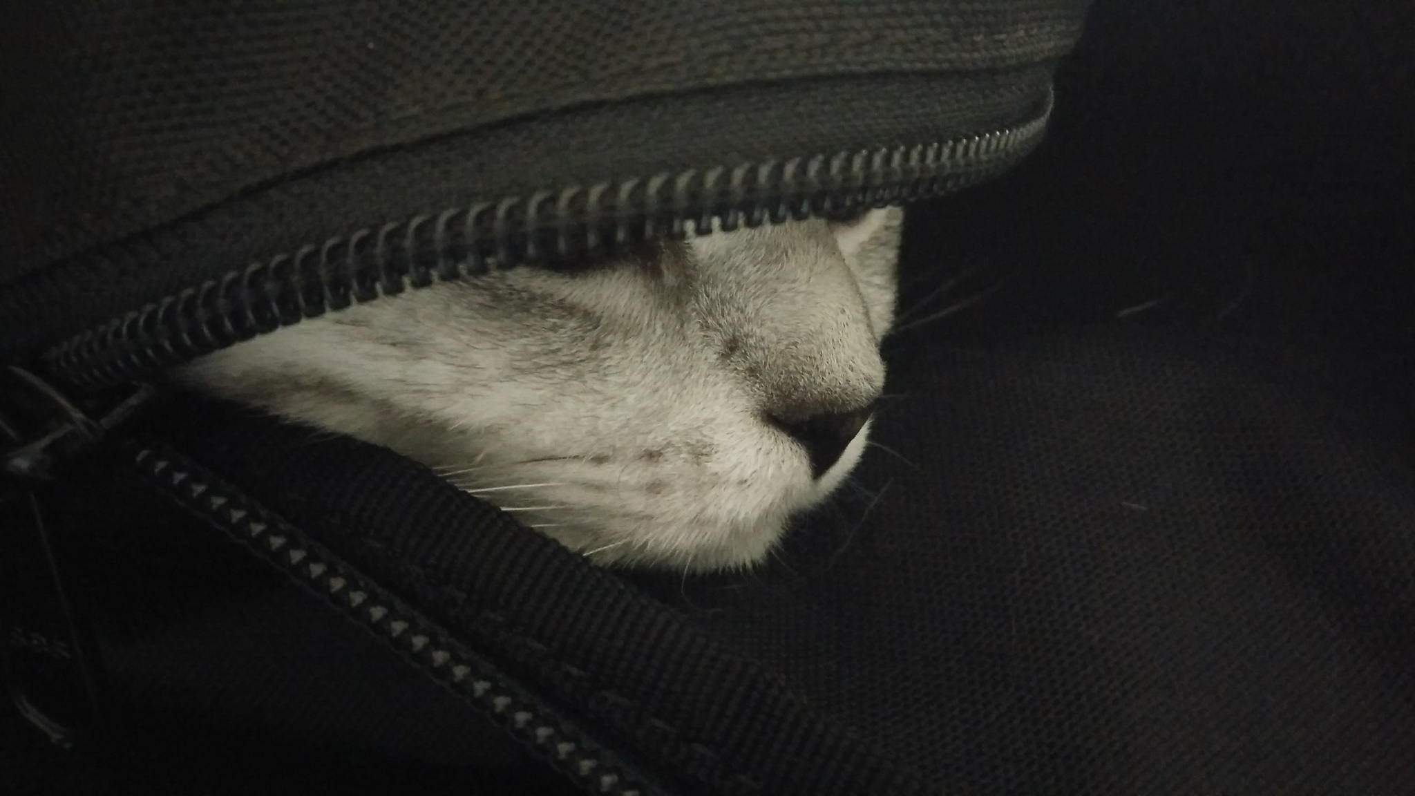 Marsupial cat - My, cat, Backpack, Hood