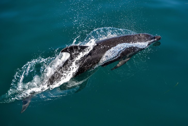 Overclocking is for wimps: High Jump Wildlife Champions - Wild animals, Insects, Puma, Dolphin, Interesting, Bounce, Longpost, GIF