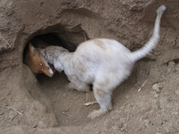 Bedlington Terrier: Rat exterminator in the mines. A rare breed with a narrow specialization - Dog, Animals, Bedlington Terrier, Animal book, Yandex Zen, Longpost