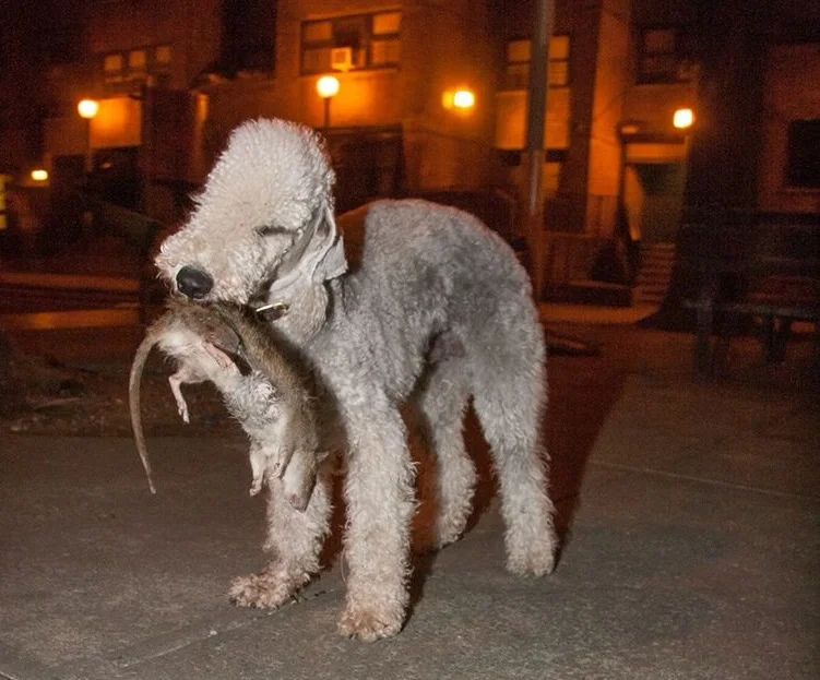 Bedlington Terrier: Rat exterminator in the mines. A rare breed with a narrow specialization - Dog, Animals, Bedlington Terrier, Animal book, Yandex Zen, Longpost