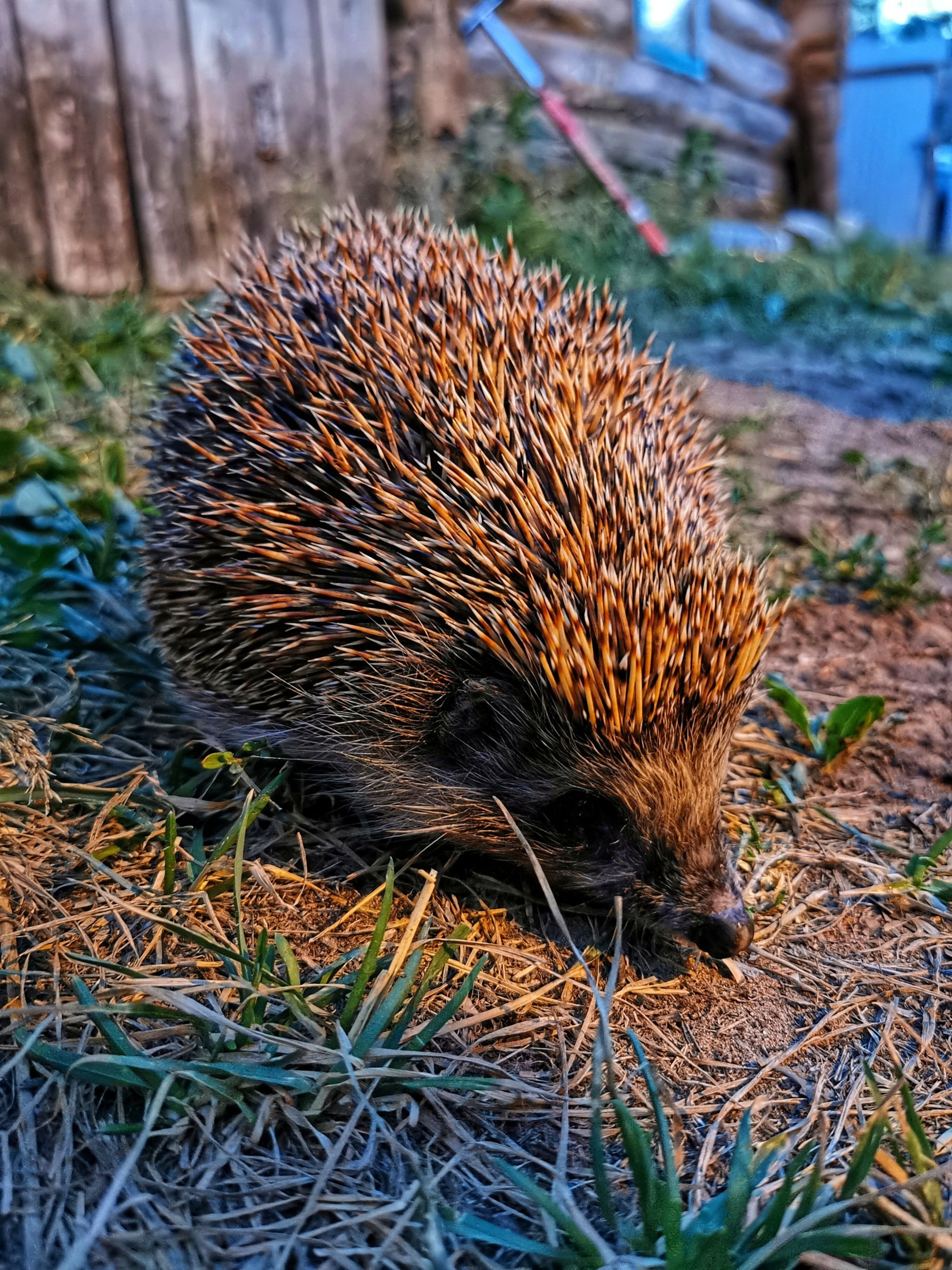 Hedgehog - My, Hedgehog, Mobile photography