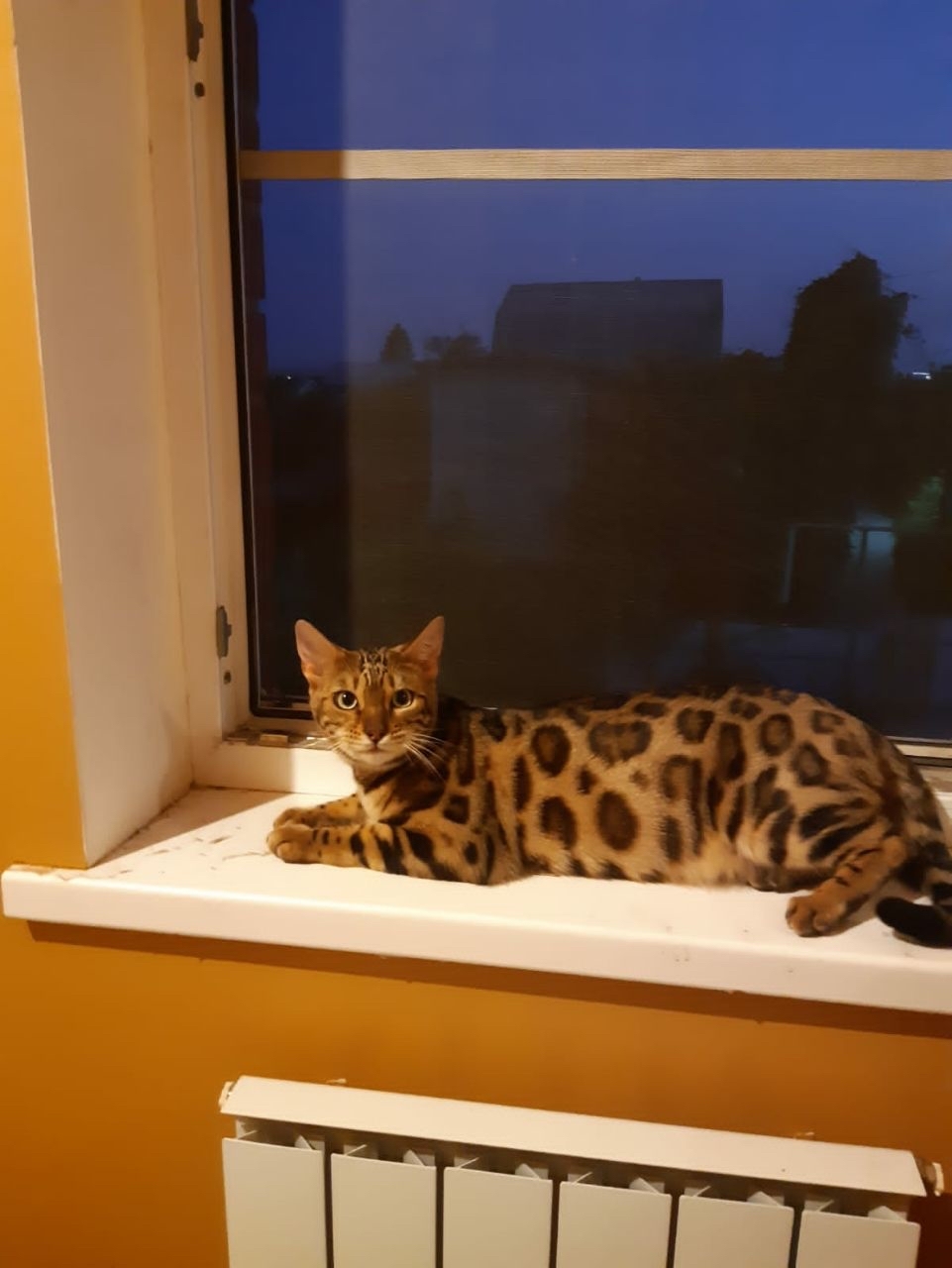 Whose cat? Saratov - cat, Saratov, No rating, Found a cat, Bengal cat