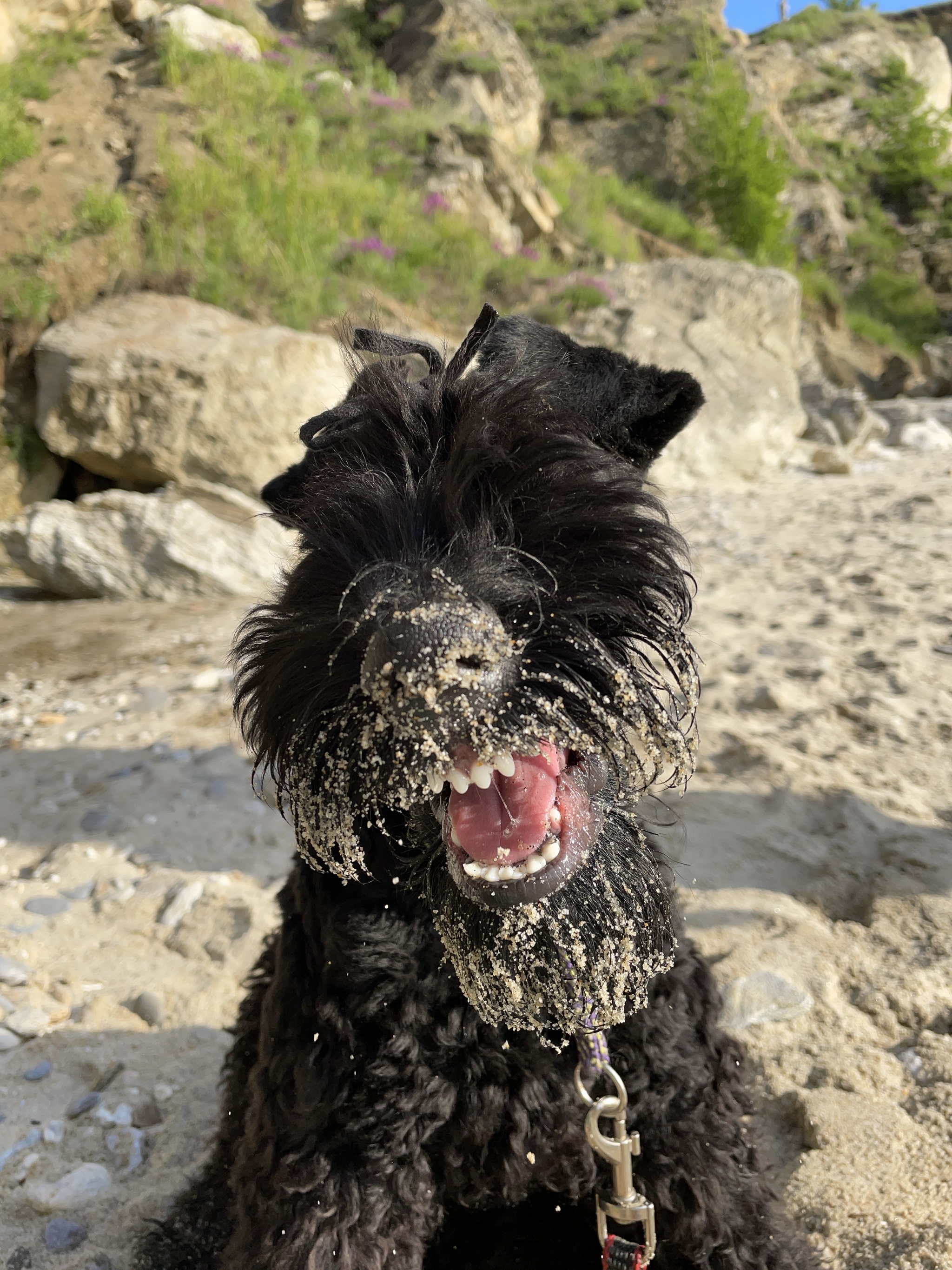 When your dog is a chupacabra - My, Smile, Dog, Beach, Grin, Longpost