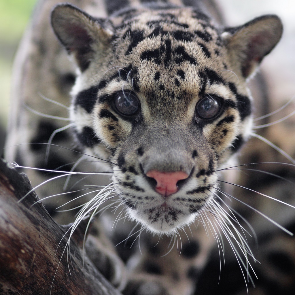 IVF for clouded leopards proposed to be used in the Novosibirsk Zoo - Clouded leopard, Big cats, Cat family, Wild animals, Novosibirsk Zoo, Interesting, Reproduction, Relationship problems, Longpost