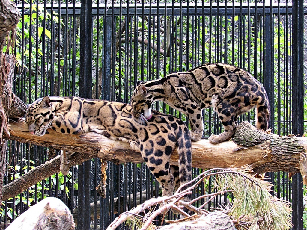 IVF for clouded leopards proposed to be used in the Novosibirsk Zoo - Clouded leopard, Big cats, Cat family, Wild animals, Novosibirsk Zoo, Interesting, Reproduction, Relationship problems, Longpost