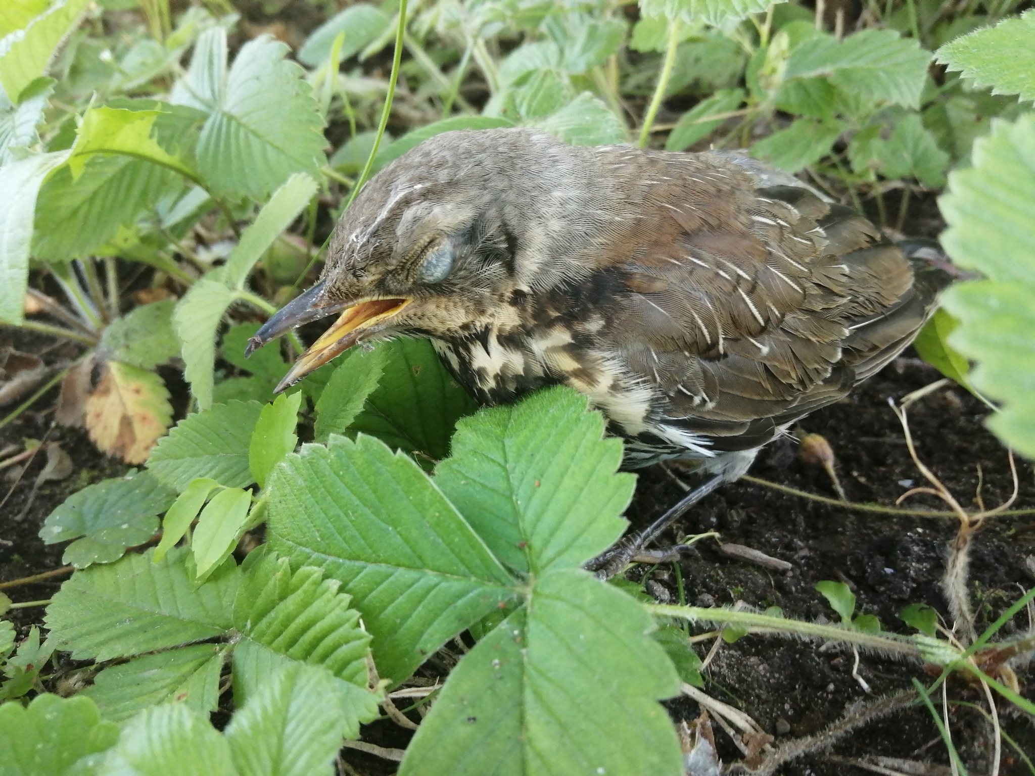 Thrush like - My, Birds, Disease, Longpost