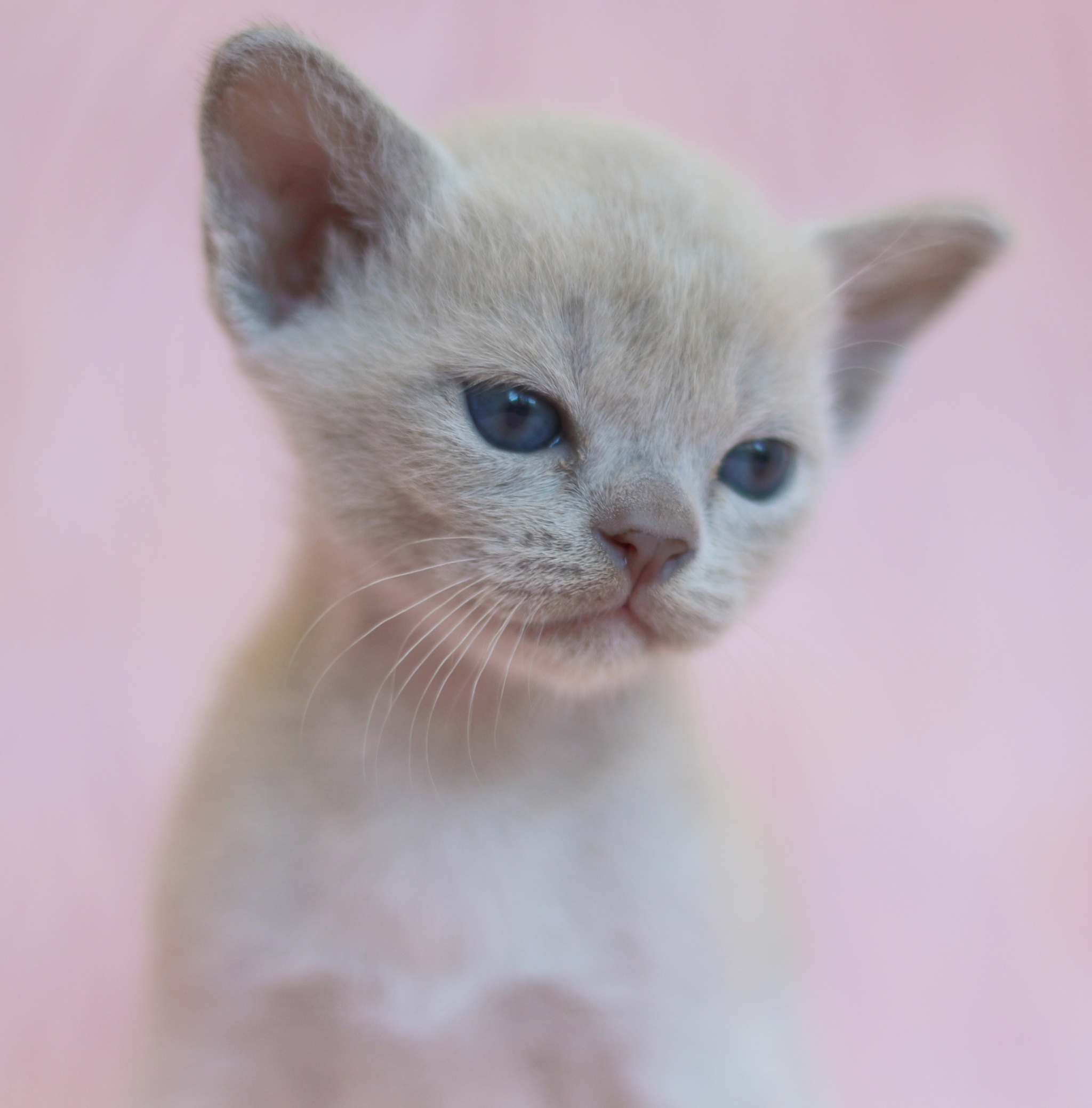 Charm - My, Burmese, Kittens, cat, Nursery, Longpost