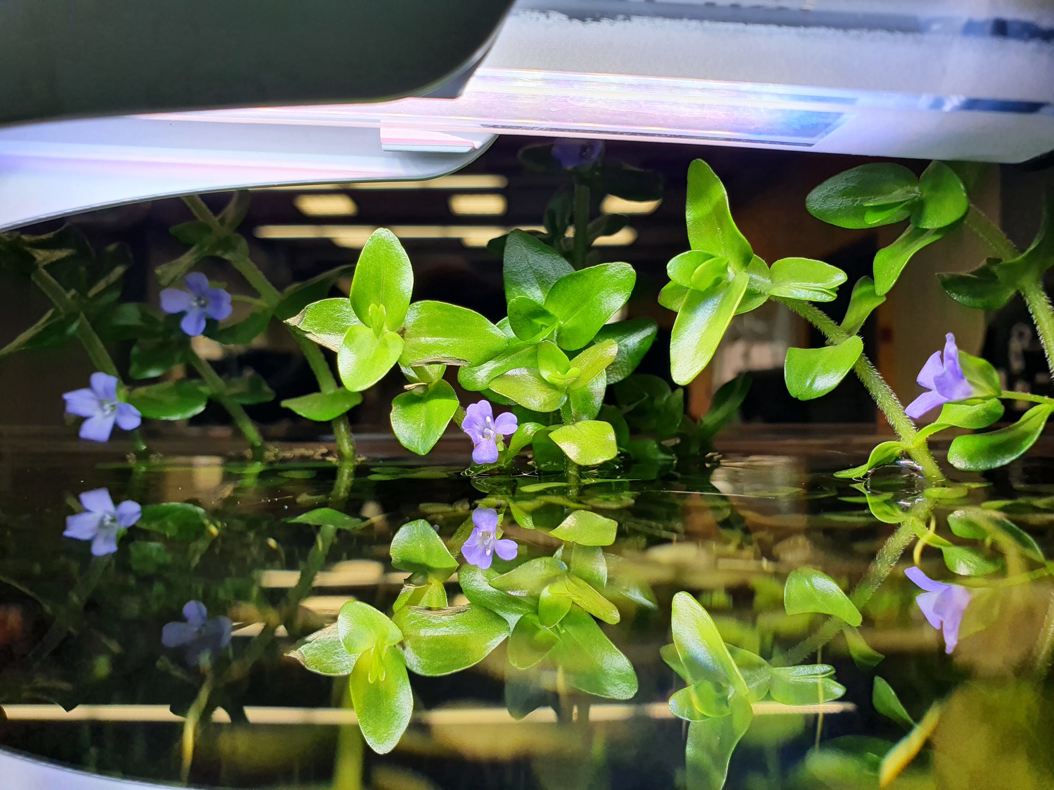 Bacopa caroline blossoms - My, Aquarium, Aquarium, Aquarium herbalist, Lilac flowers, Longpost