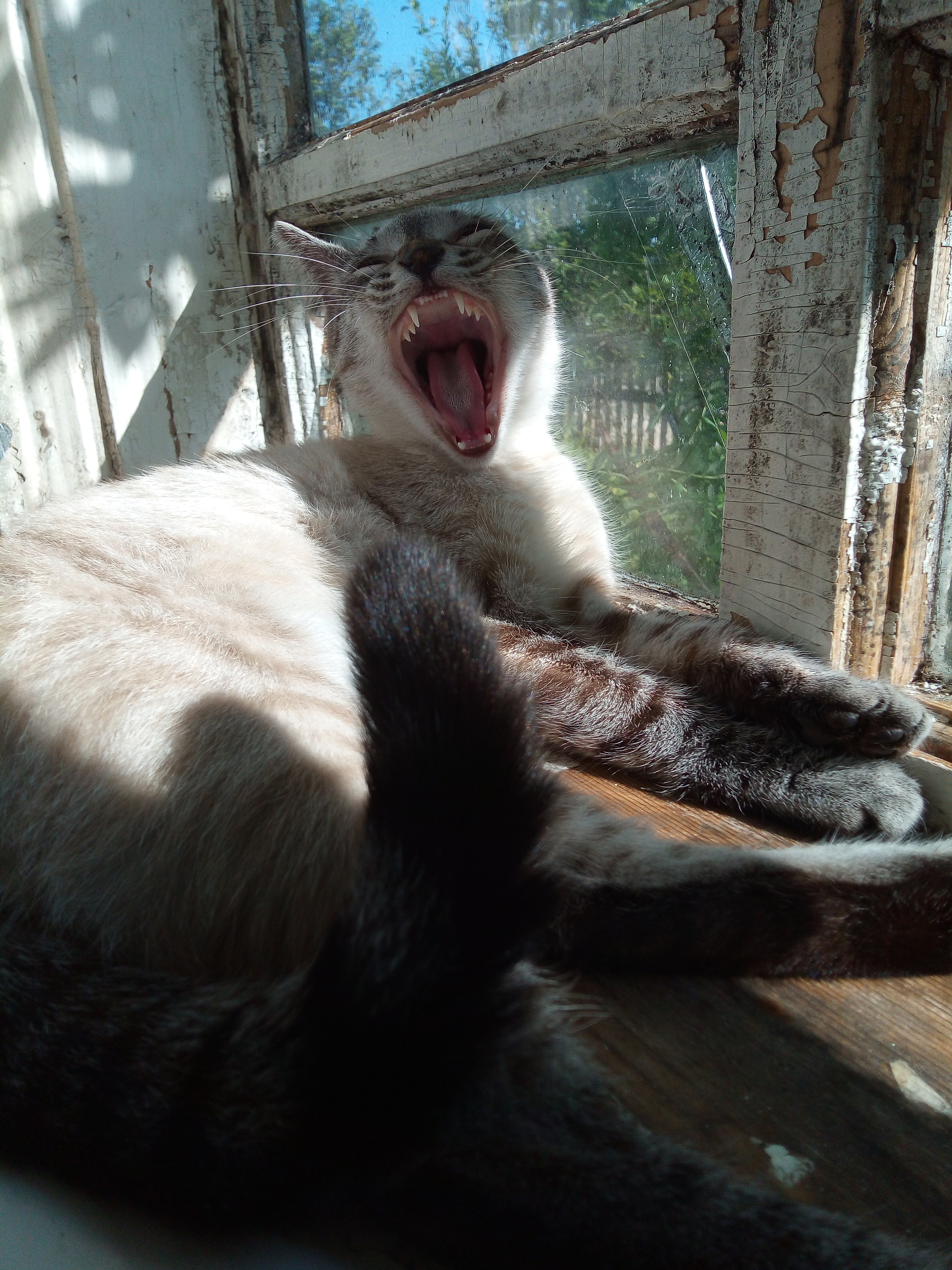 Morning - My, cat, Morning, Yawn, Longpost