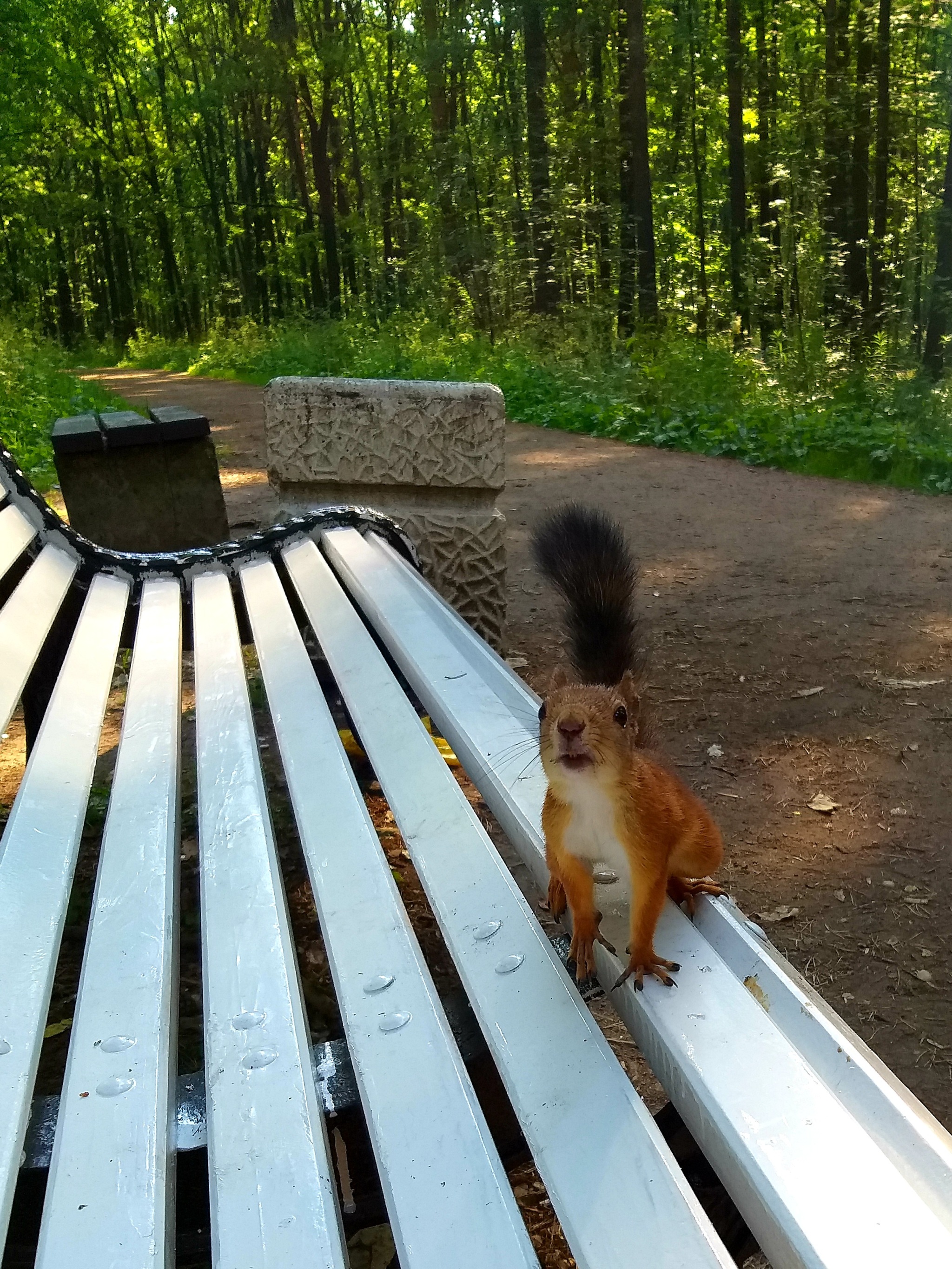 Park photo sketches - My, The photo, Mobile photography, Longpost, Squirrel