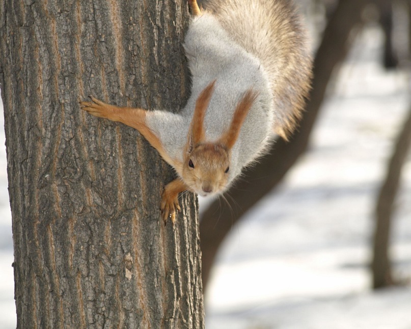 Reply to the post Am I not good? - My, Squirrel, Milota, Animals, Reply to post, Longpost