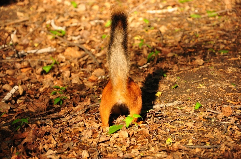 Reply to the post Am I not good? - My, Squirrel, Milota, Animals, Reply to post, Longpost