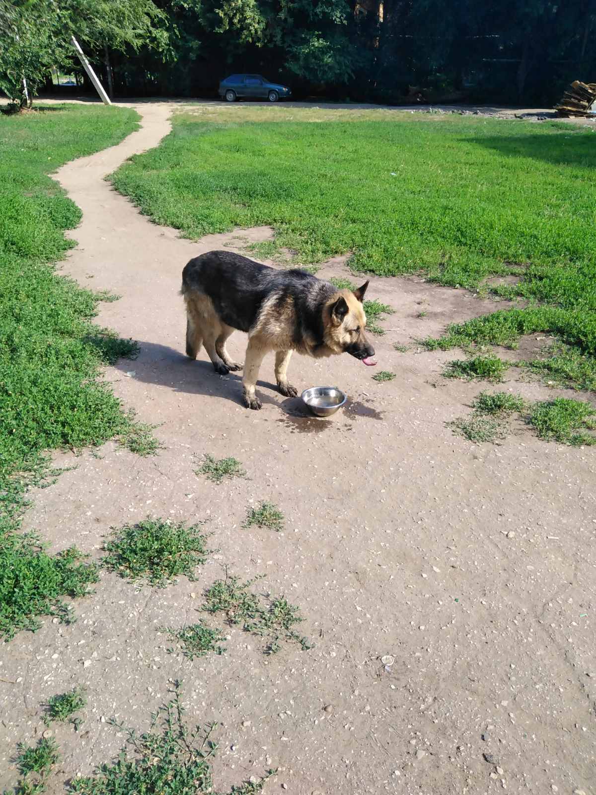 Shepherd dog found - My, No rating, Found a dog, Sheepdog, Saratov, Engels city, Dog