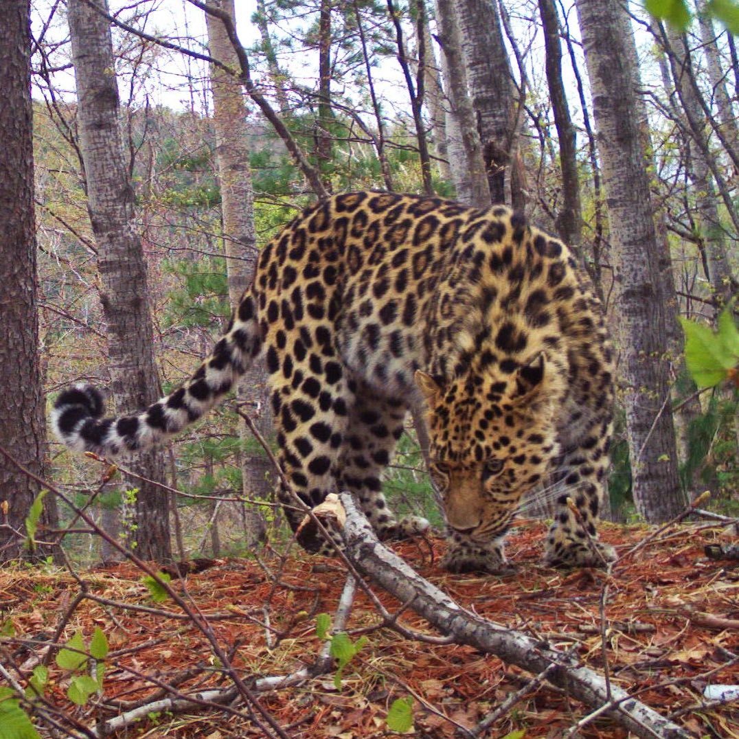 Meet the Far Eastern Leopard Leo 102M - Leopard, Far Eastern leopard, Big cats, Land of the Leopard, National park, Дальний Восток, Primorsky Krai, Animal protection, , Red Book, Phototrap, Longpost, Wild animals, Predator